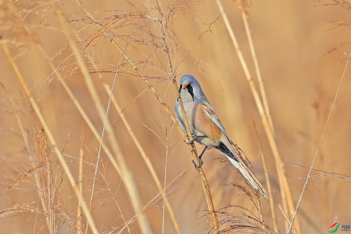 BF7I6287����.jpg
