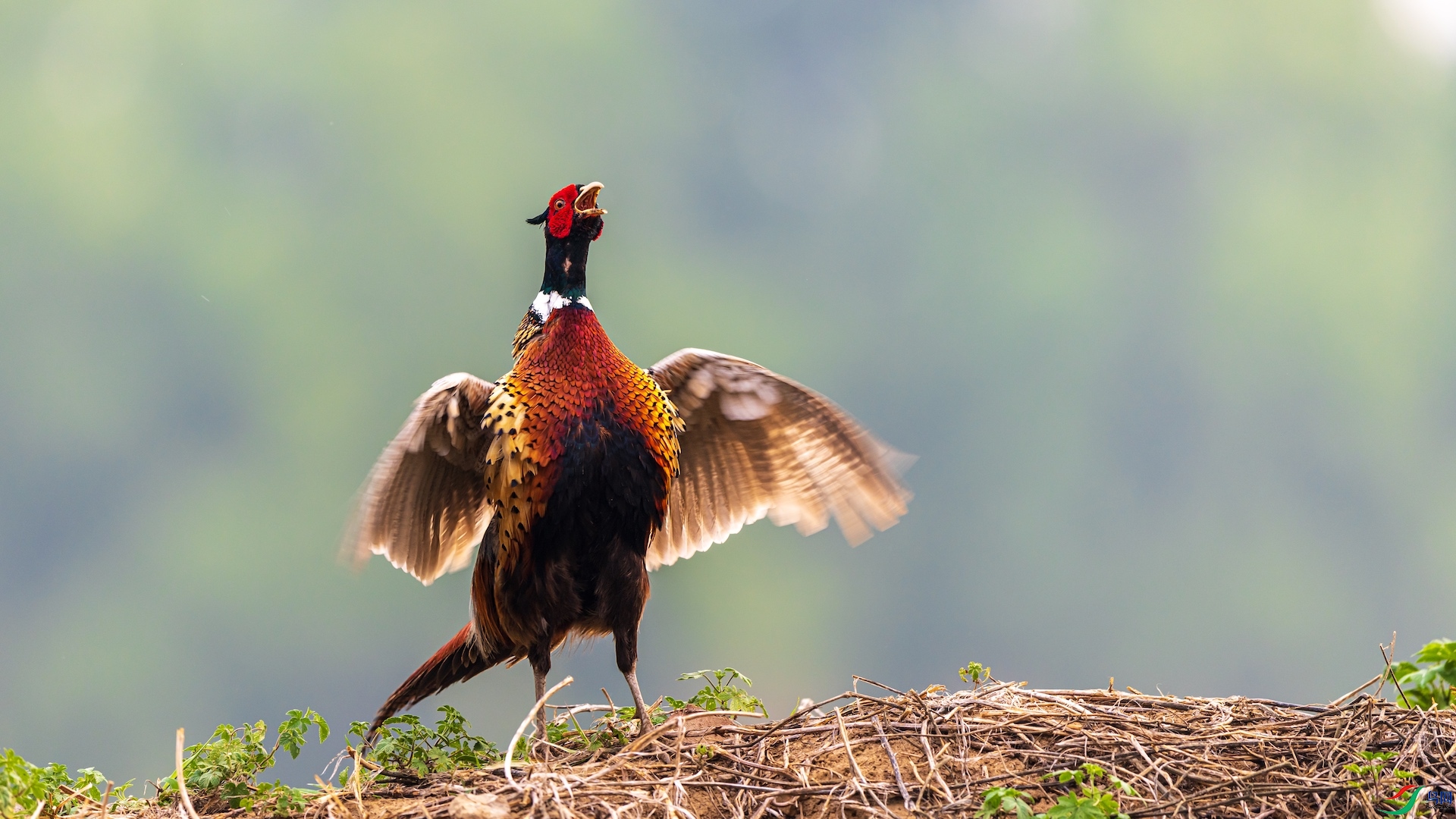 1_XXI2776 ����.jpeg