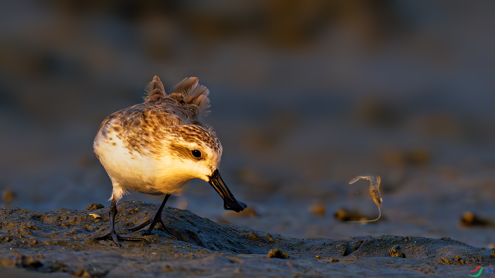 1.27����һɫYU��ʦ��Ʒ   ���ܷŹ�����ζ ��ף���ٻ�ÿ��һͼ��httpswww.birdnet.cnthread-8599800-1-1.html.jpg