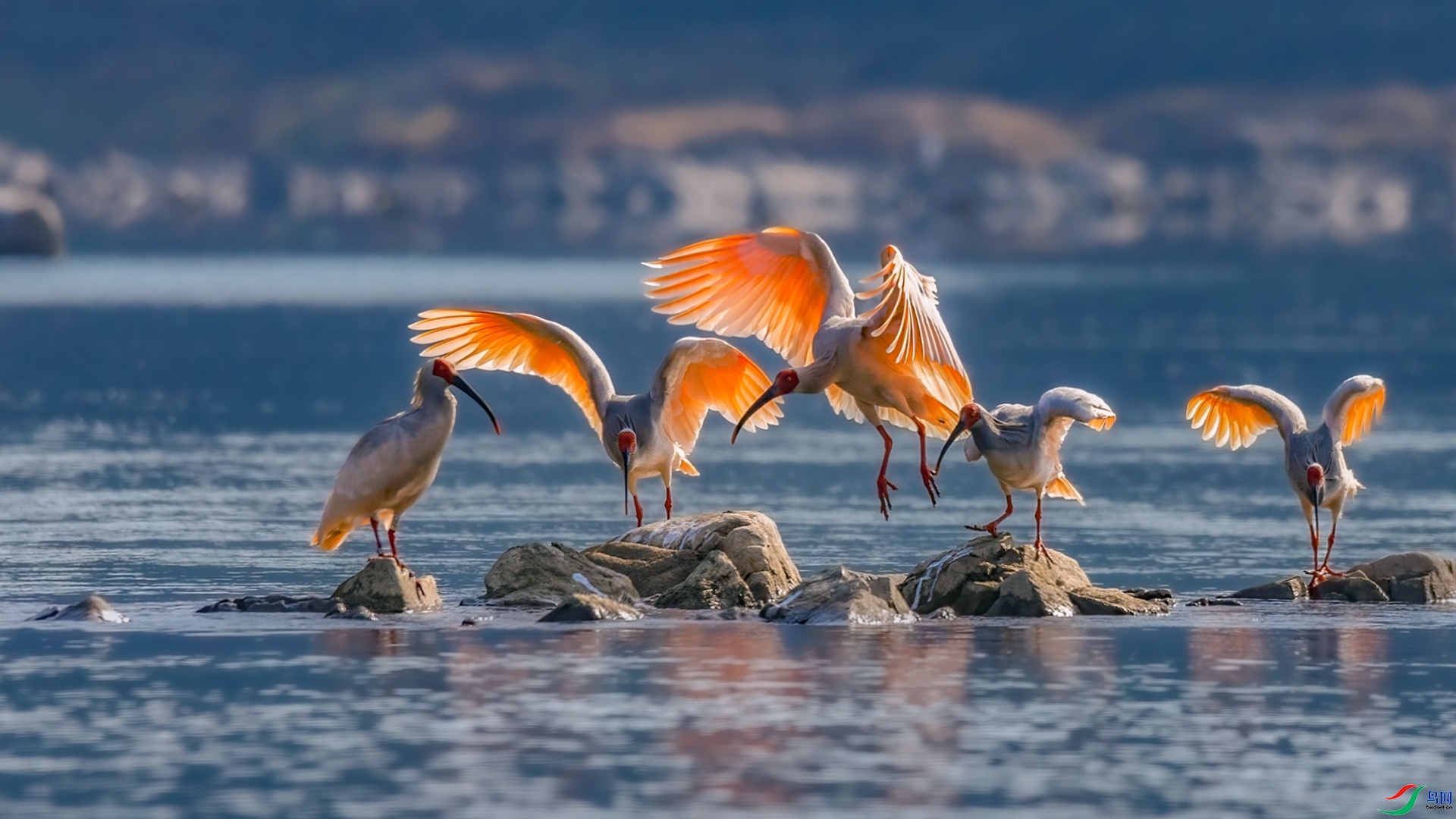 1.28�ƽ�Ҷ��ʦ��Ʒ   ���q�������������� ��ף���ٻ����Ѿ�����.jpg