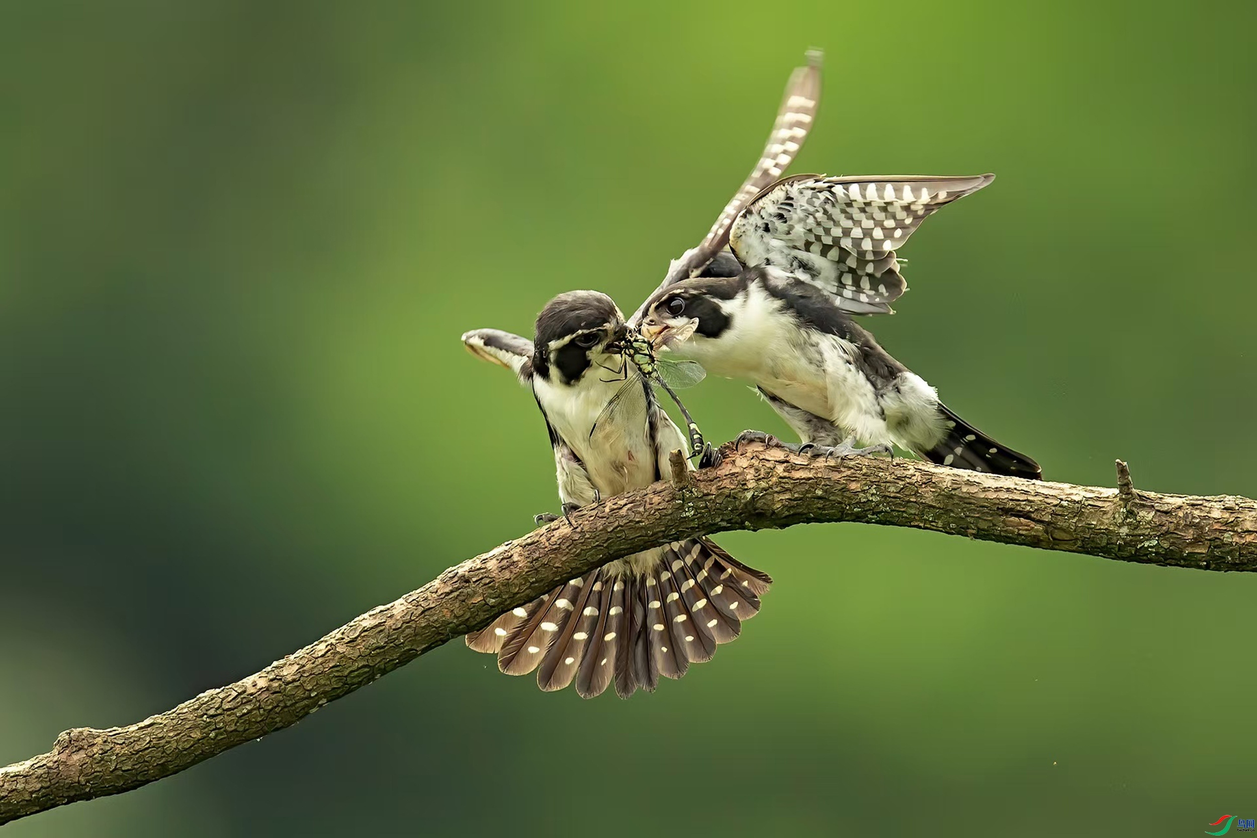 1.29��������ʦ��Ʒ  ����С�� ��ף���ٻ����Ѿ�����.jpg