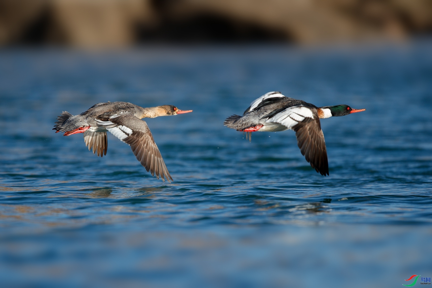 1.2**����ʦ��Ʒ  ����˫�� ��ף���ٻ��Ա������.jpg