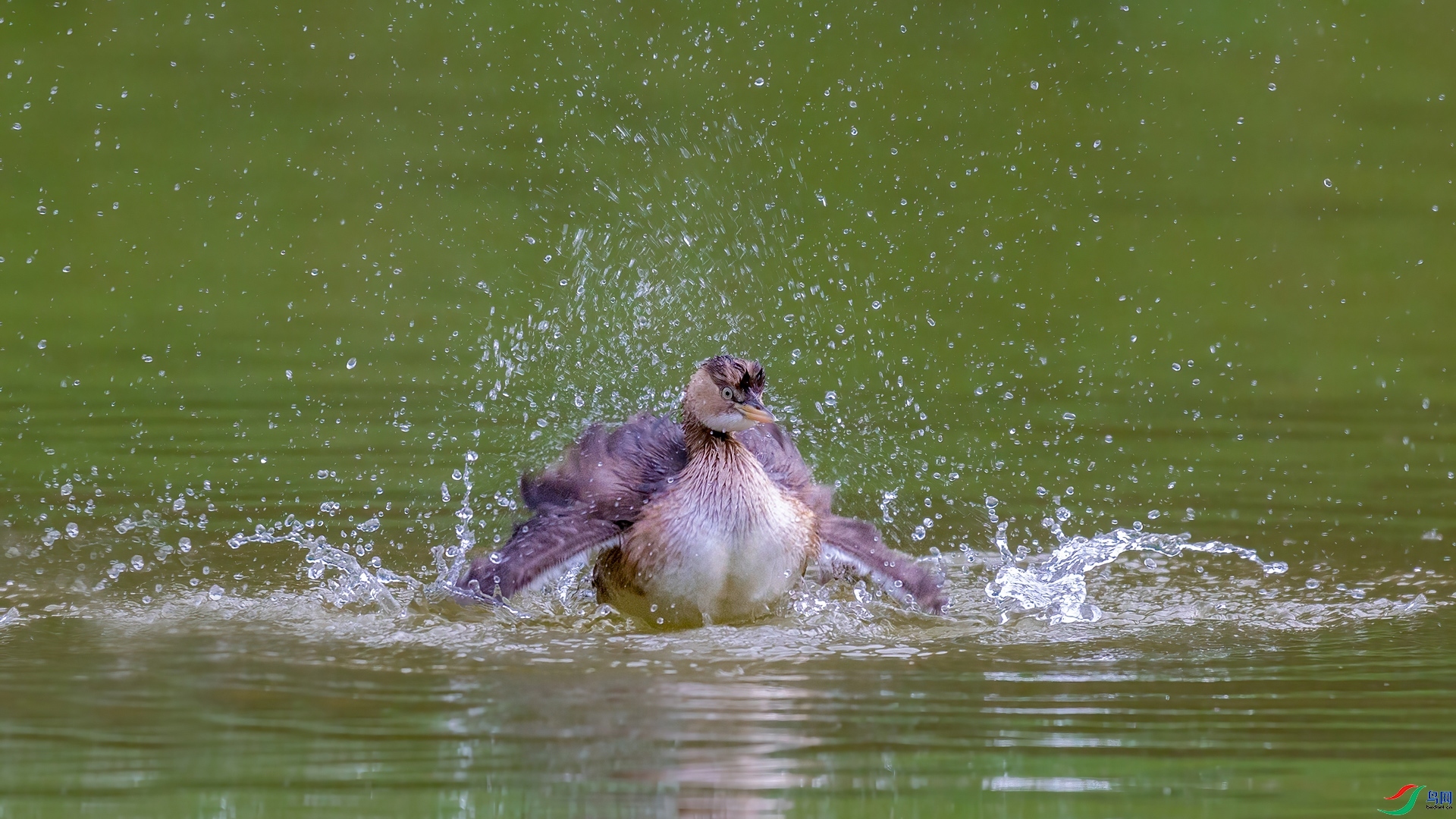 1.30�ƽ�Ҷ��ʦ��Ʒ   СPT��������ϴ�� ��ף���ٻ����Ѿ�����.jpg