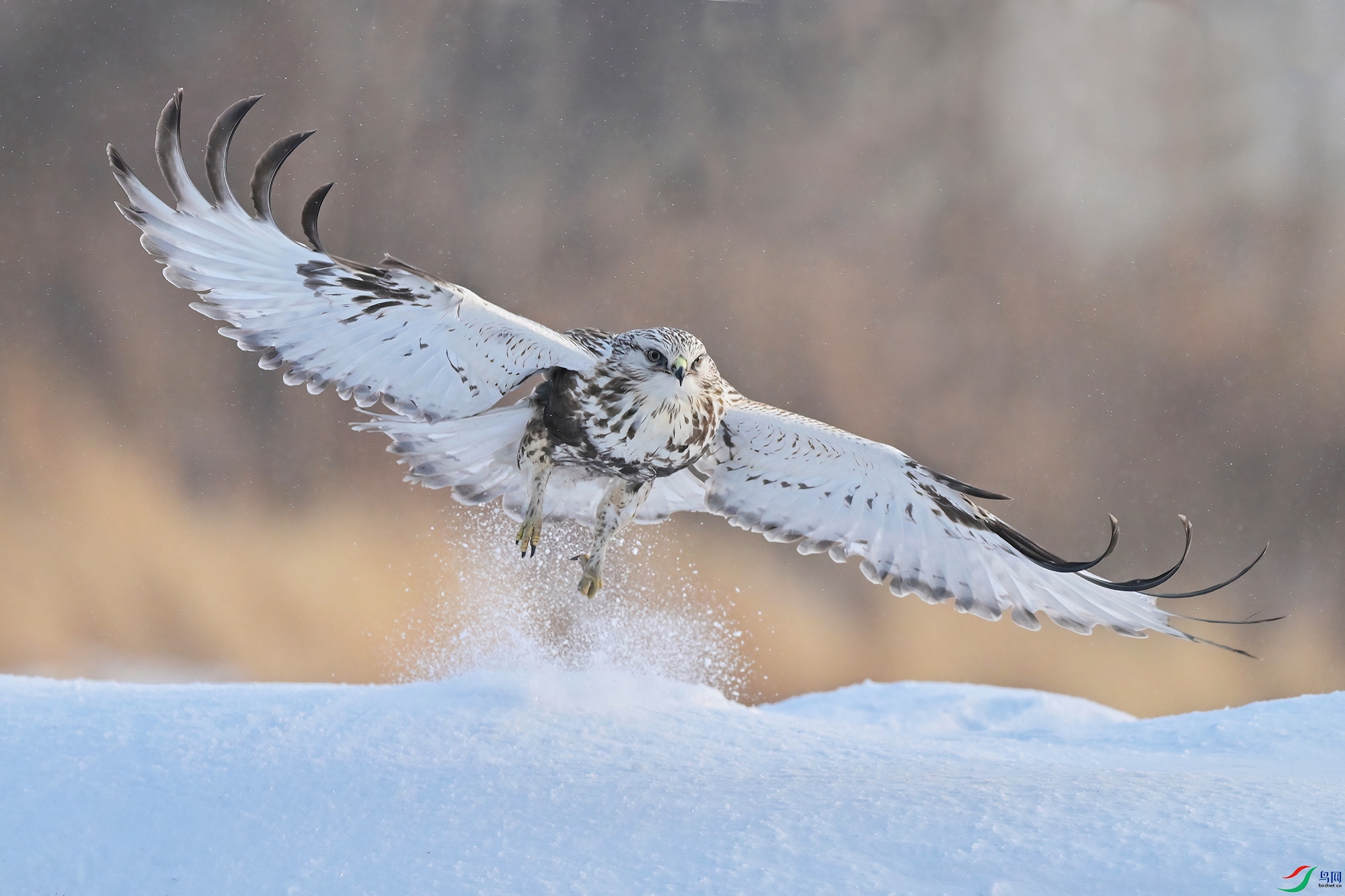 DSC_7222-V2.jpg