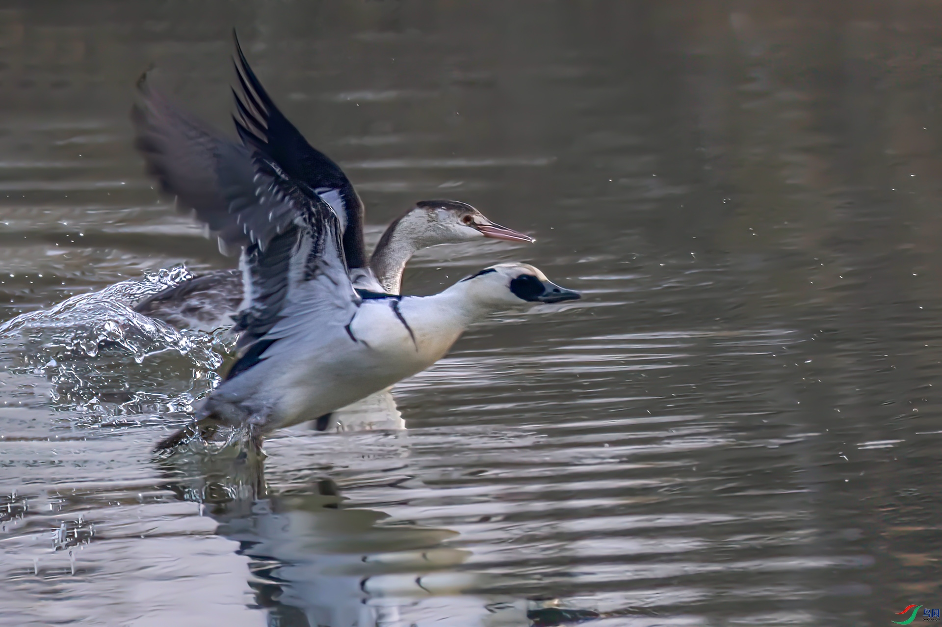 _60A9892 ����-Sha----1 .jpg