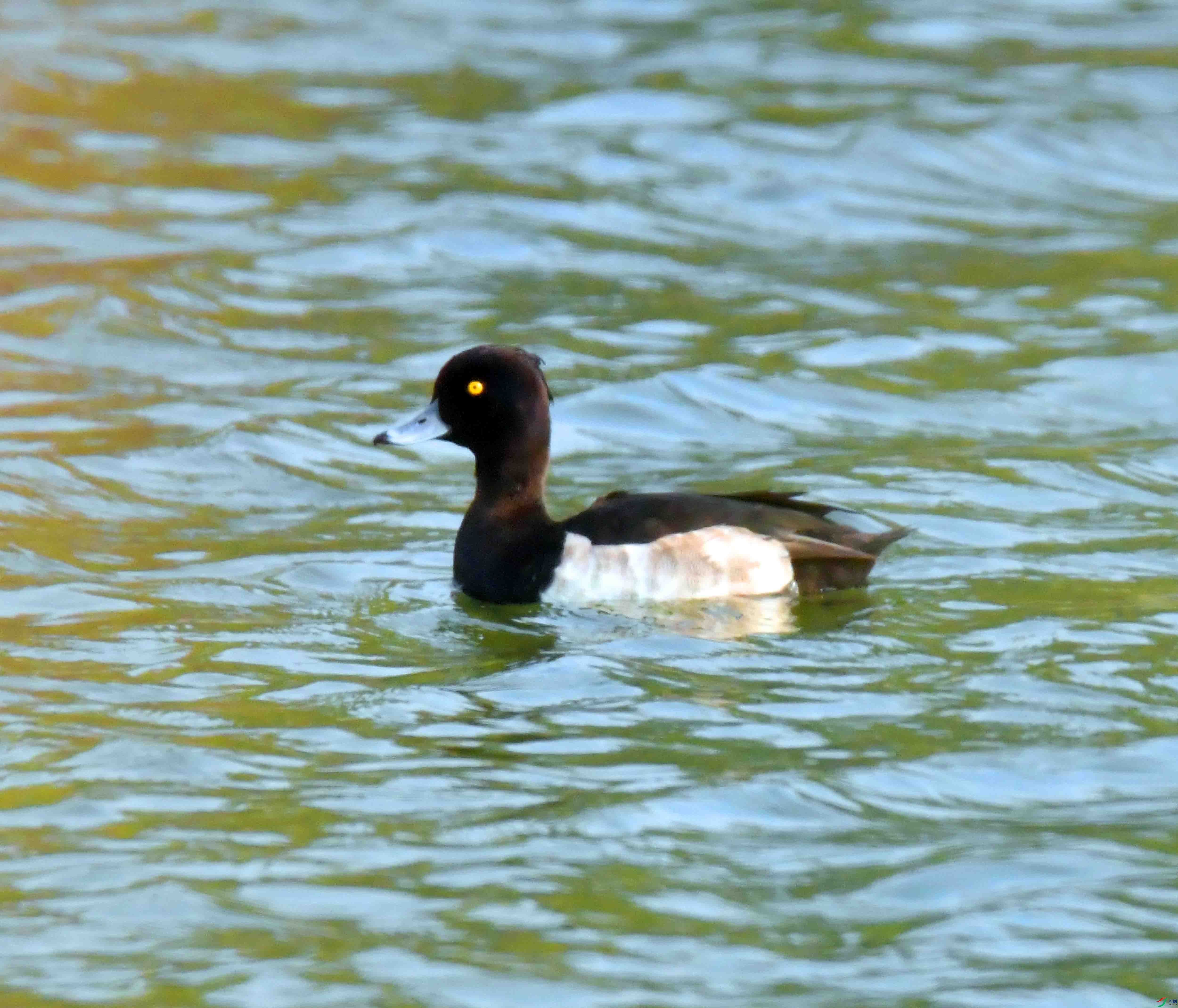 DSC_2801.JPG
