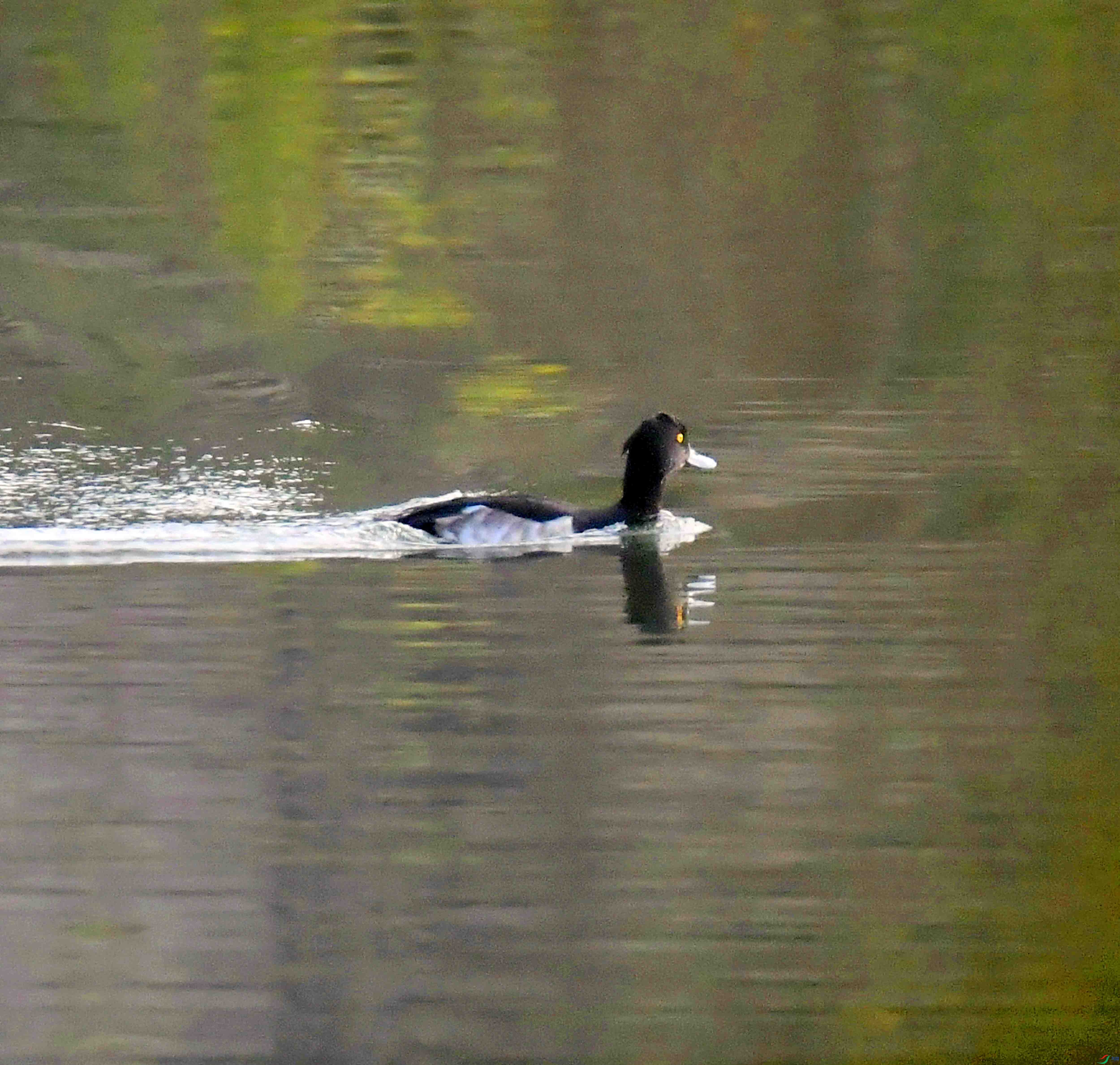 DSC_2795.JPG