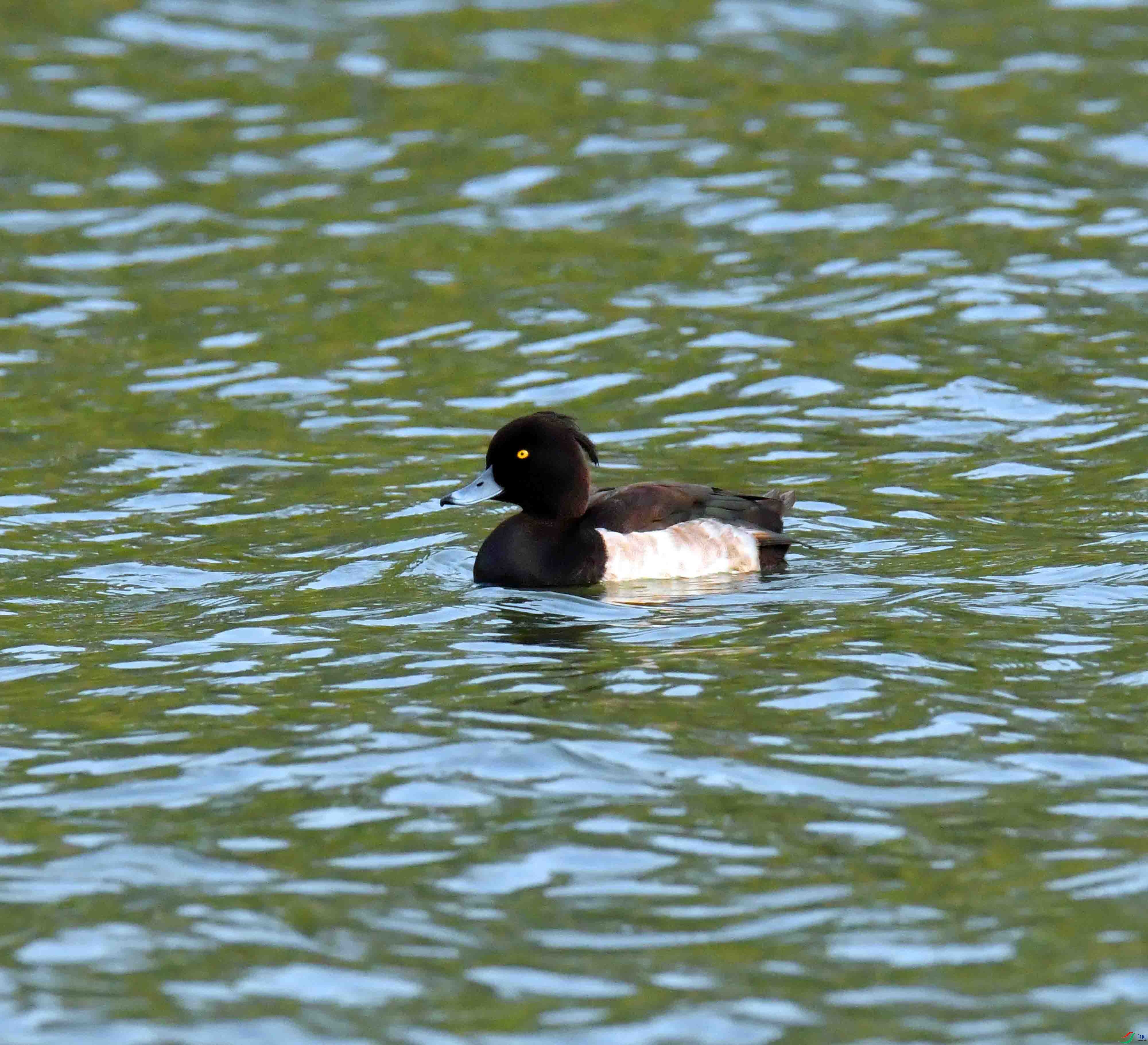 DSC_2851.JPG