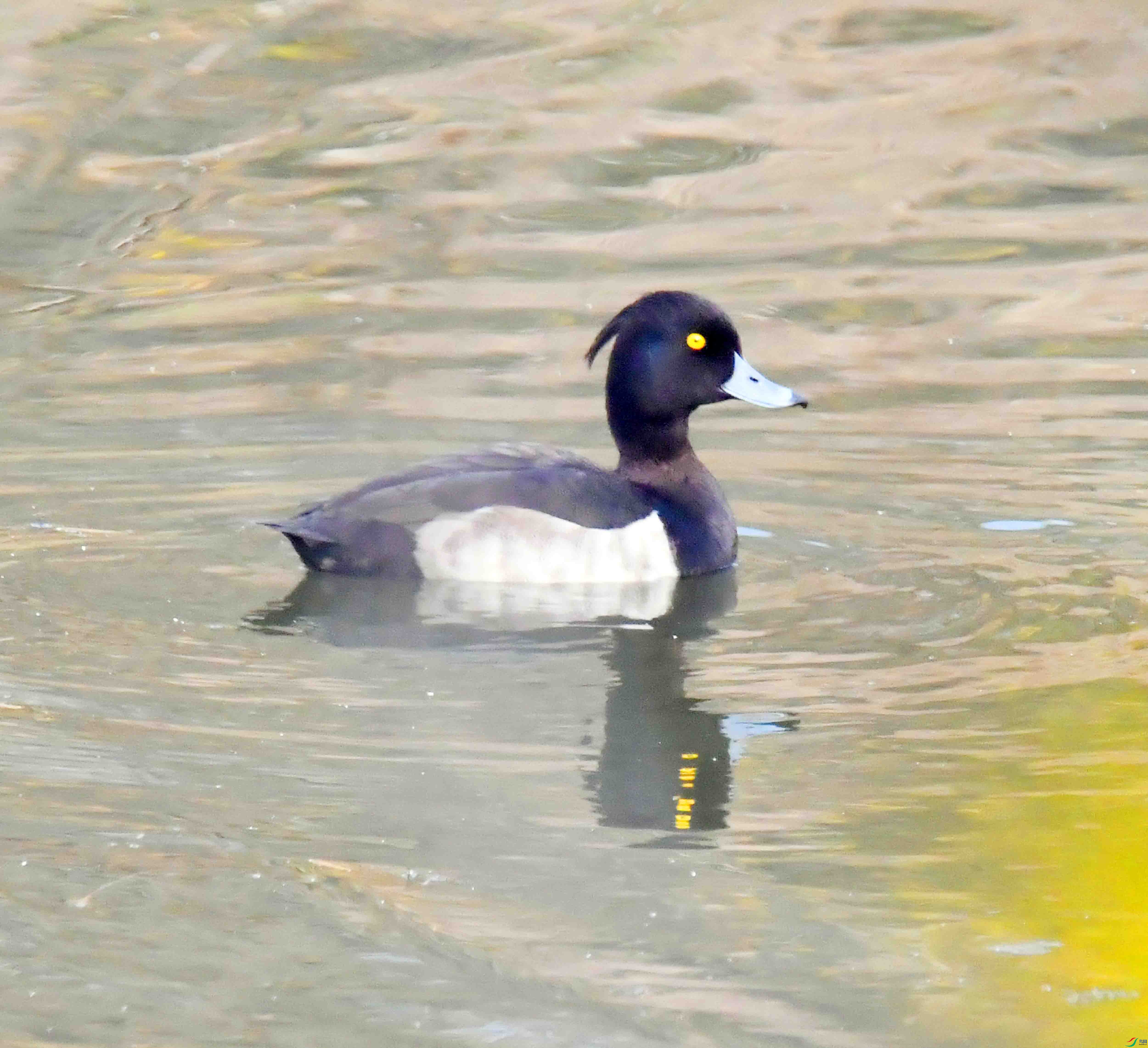 DSC_3572.JPG