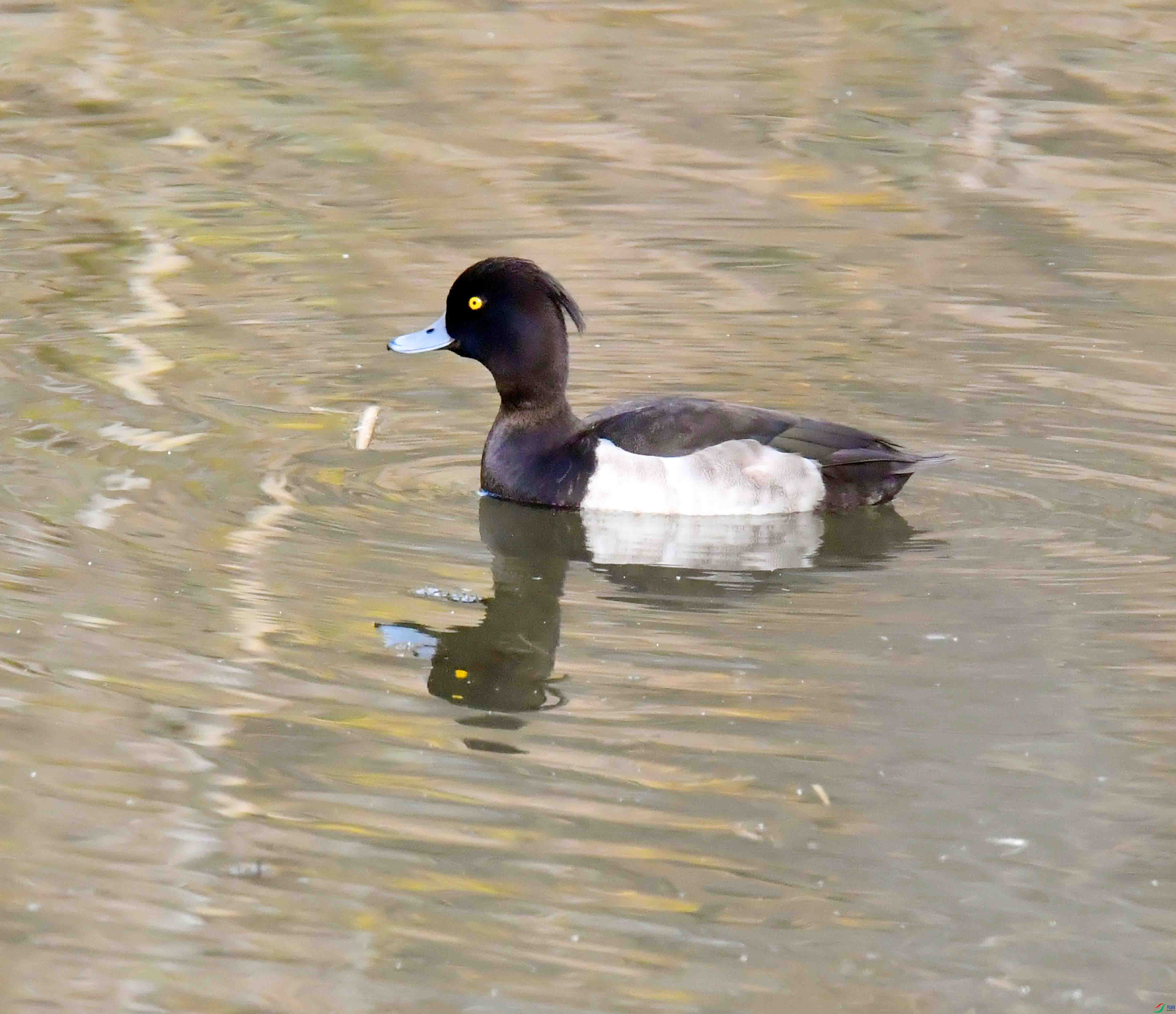 DSC_3575.JPG
