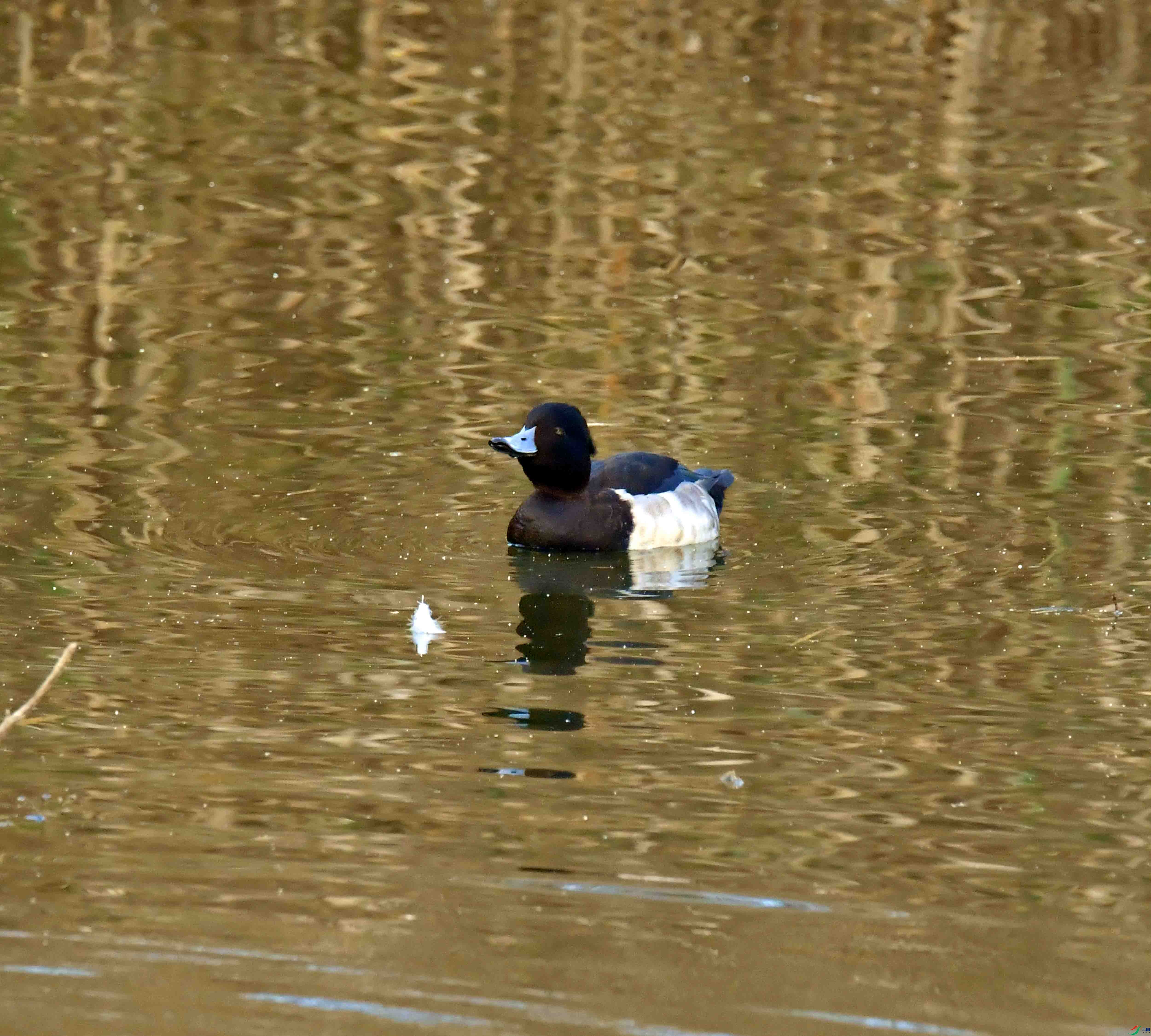 DSC_3748.JPG