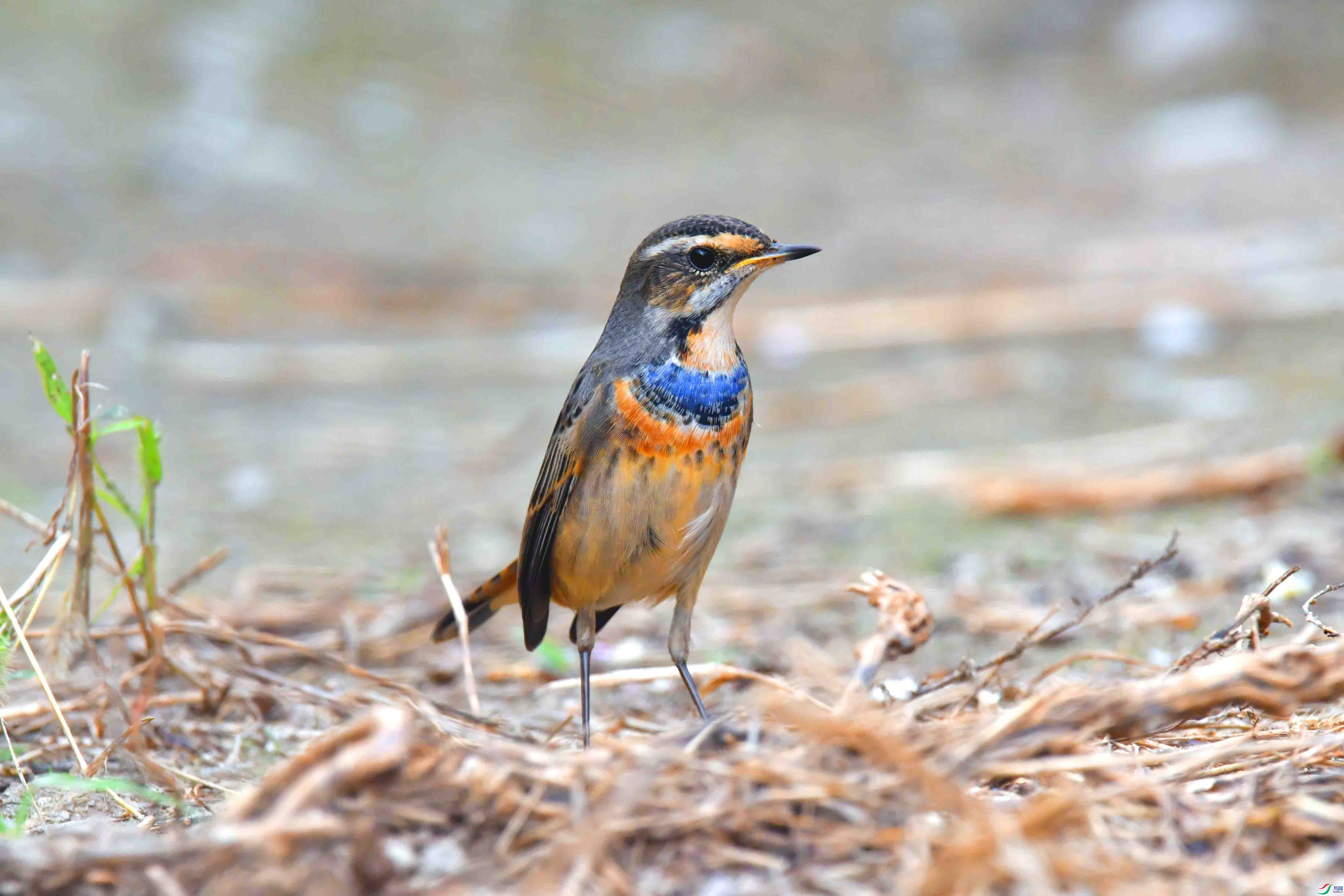 DSC_2183.JPG