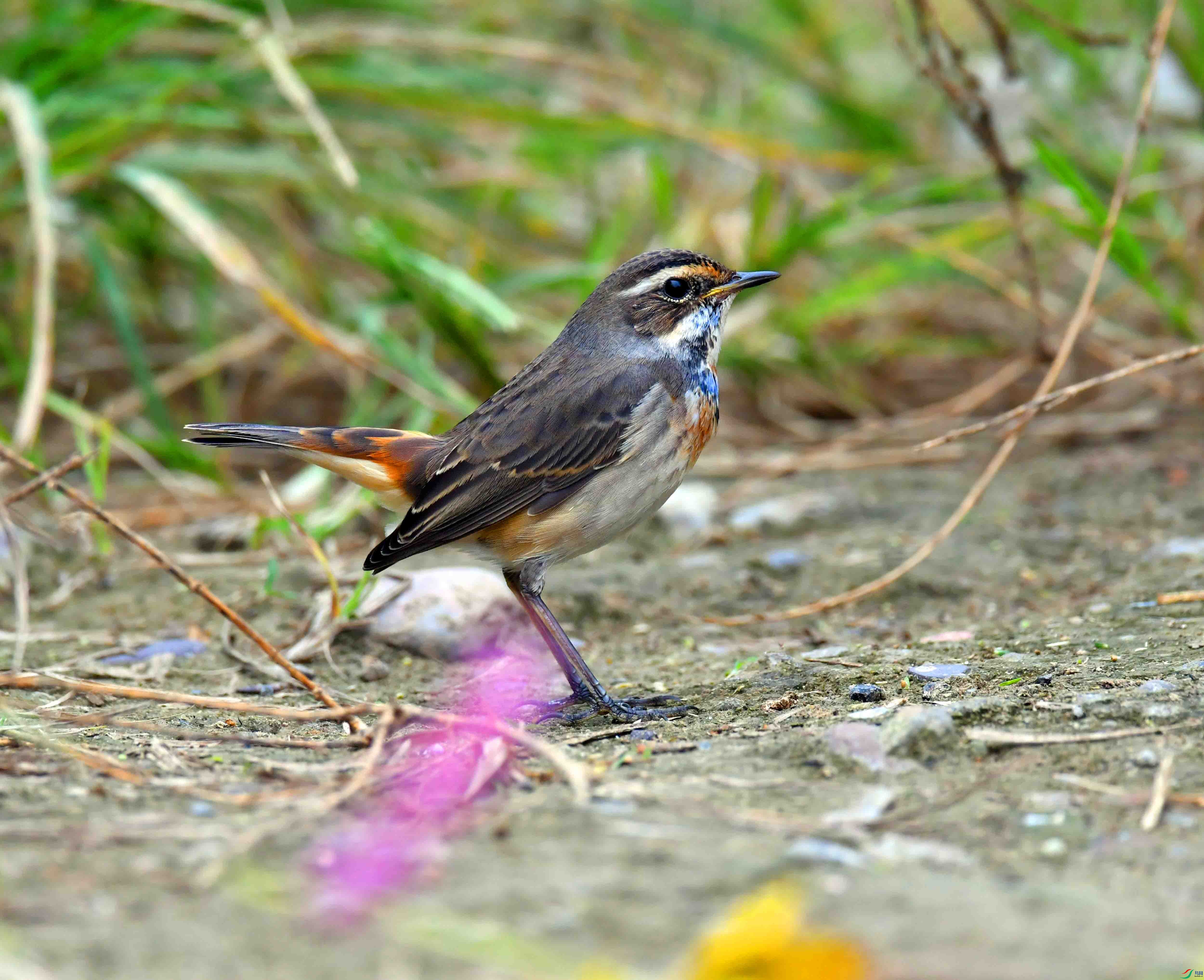 DSC_2634.JPG