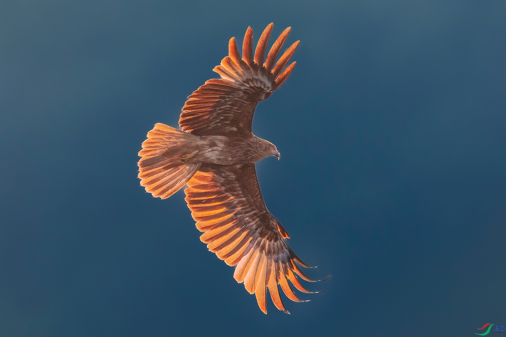 ���----��ӥչ�������