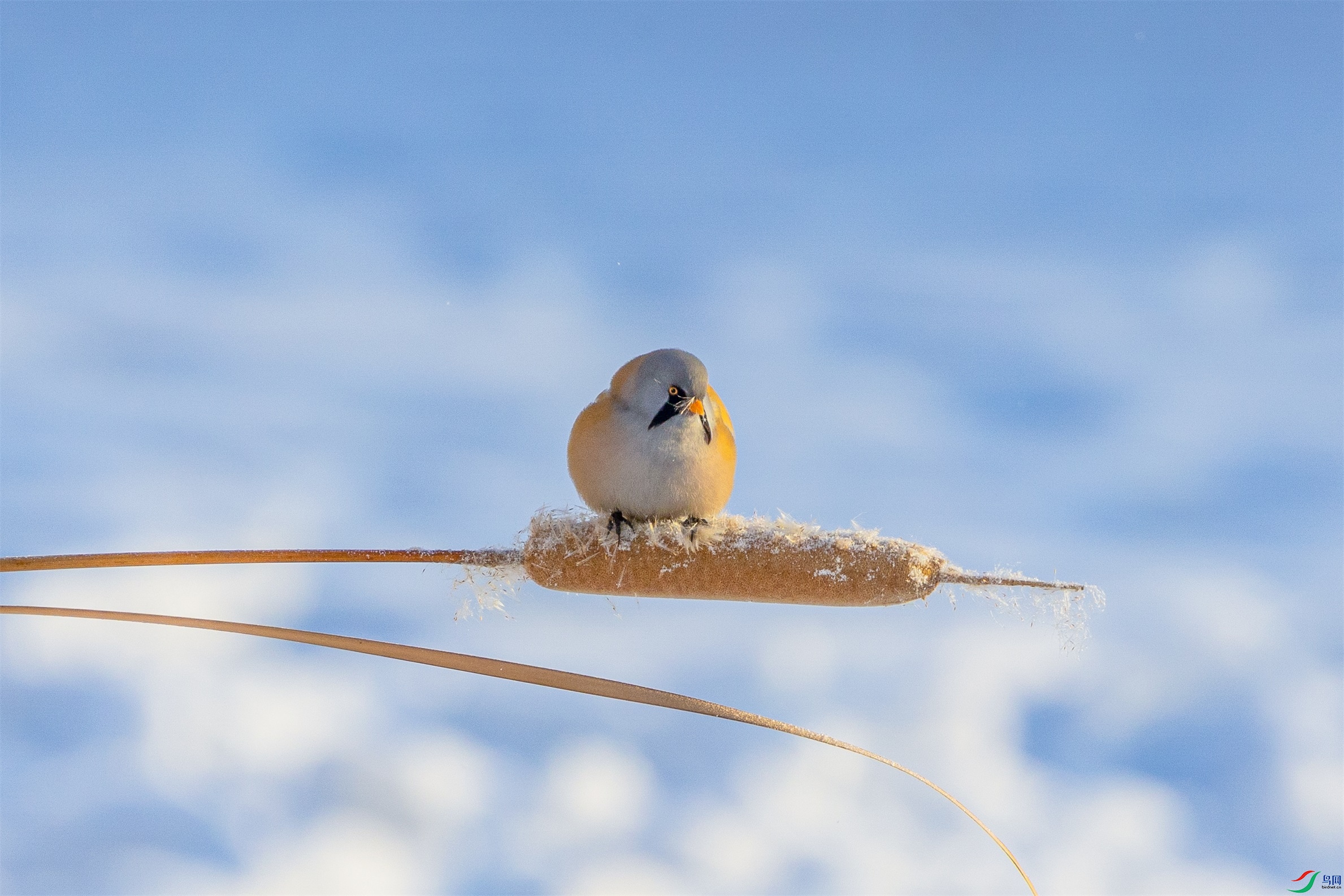 1K3A3304 ����1.jpg