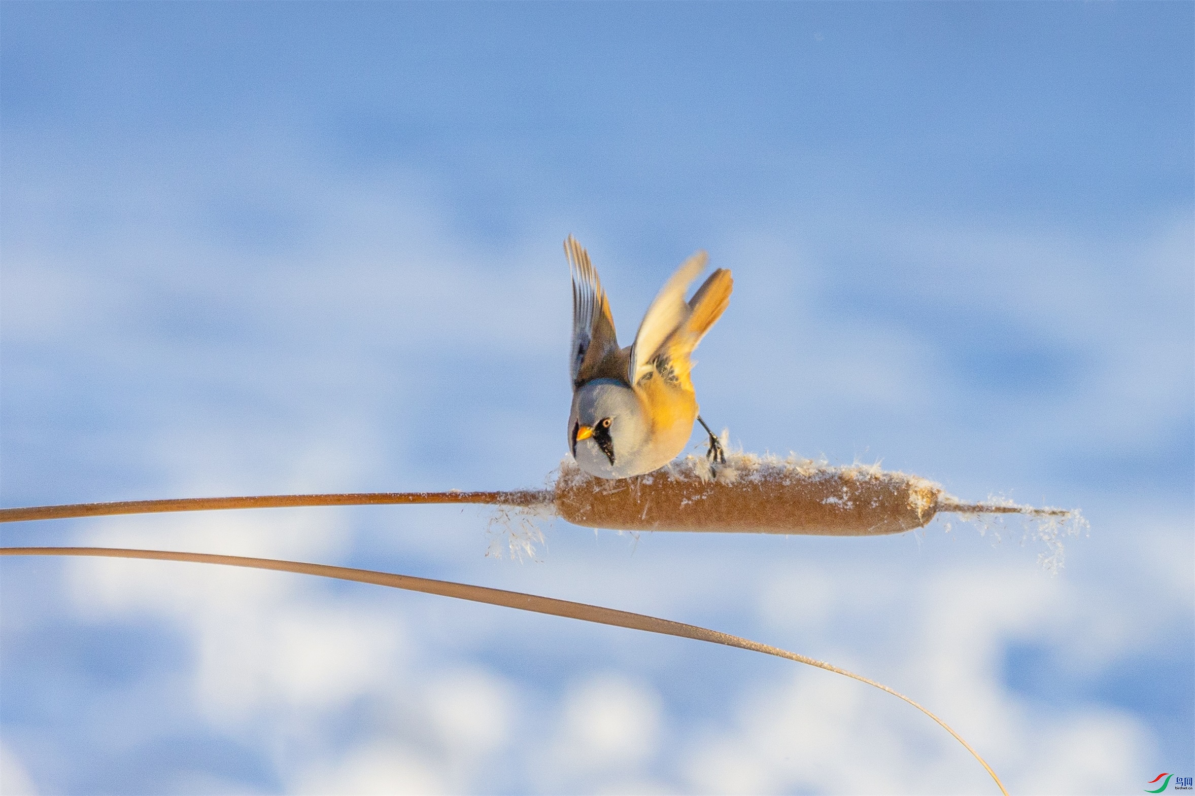 1K3A3308 ����1.jpg