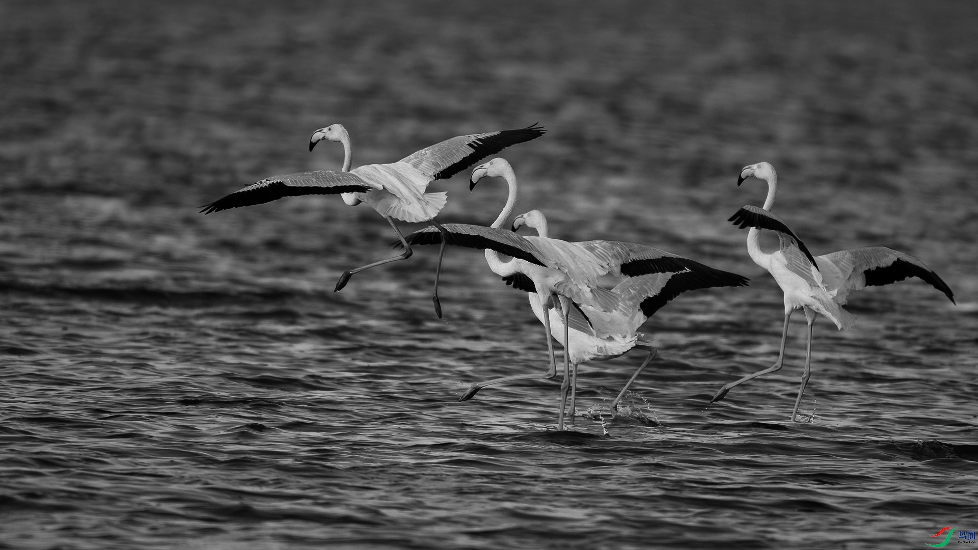 DSC_0208-1-20250109 �� .jpg
