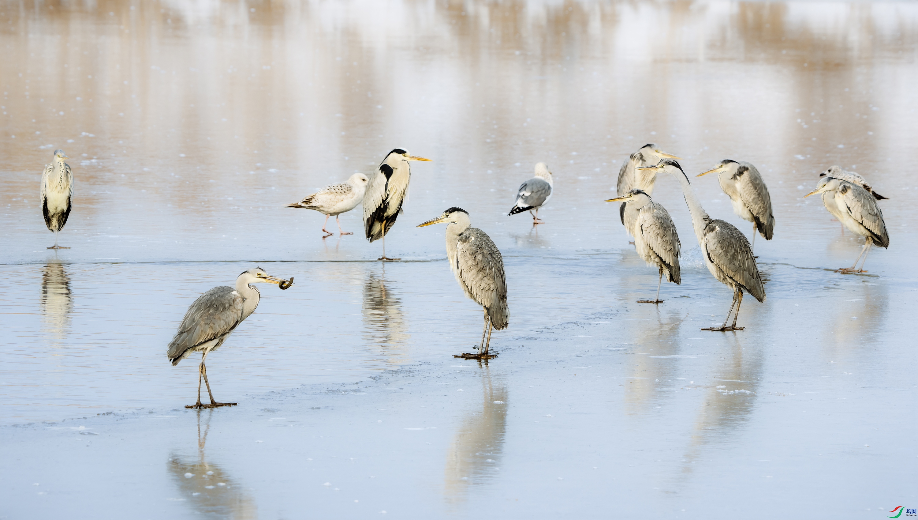 DSC06439 ����.jpg