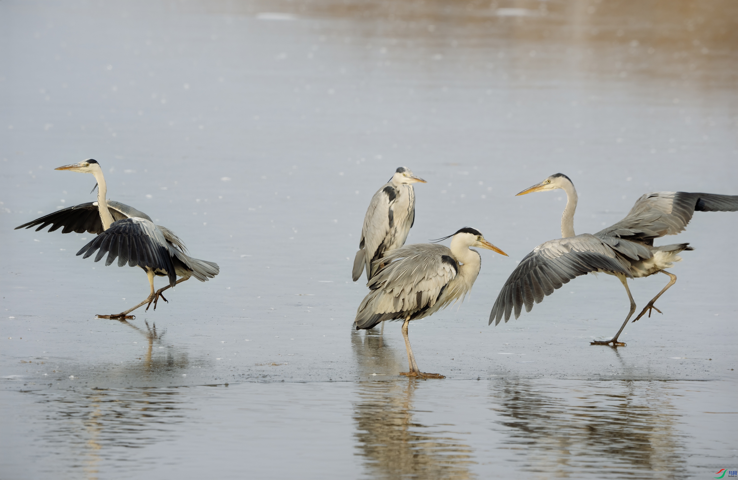 DSC06319 ����.jpg