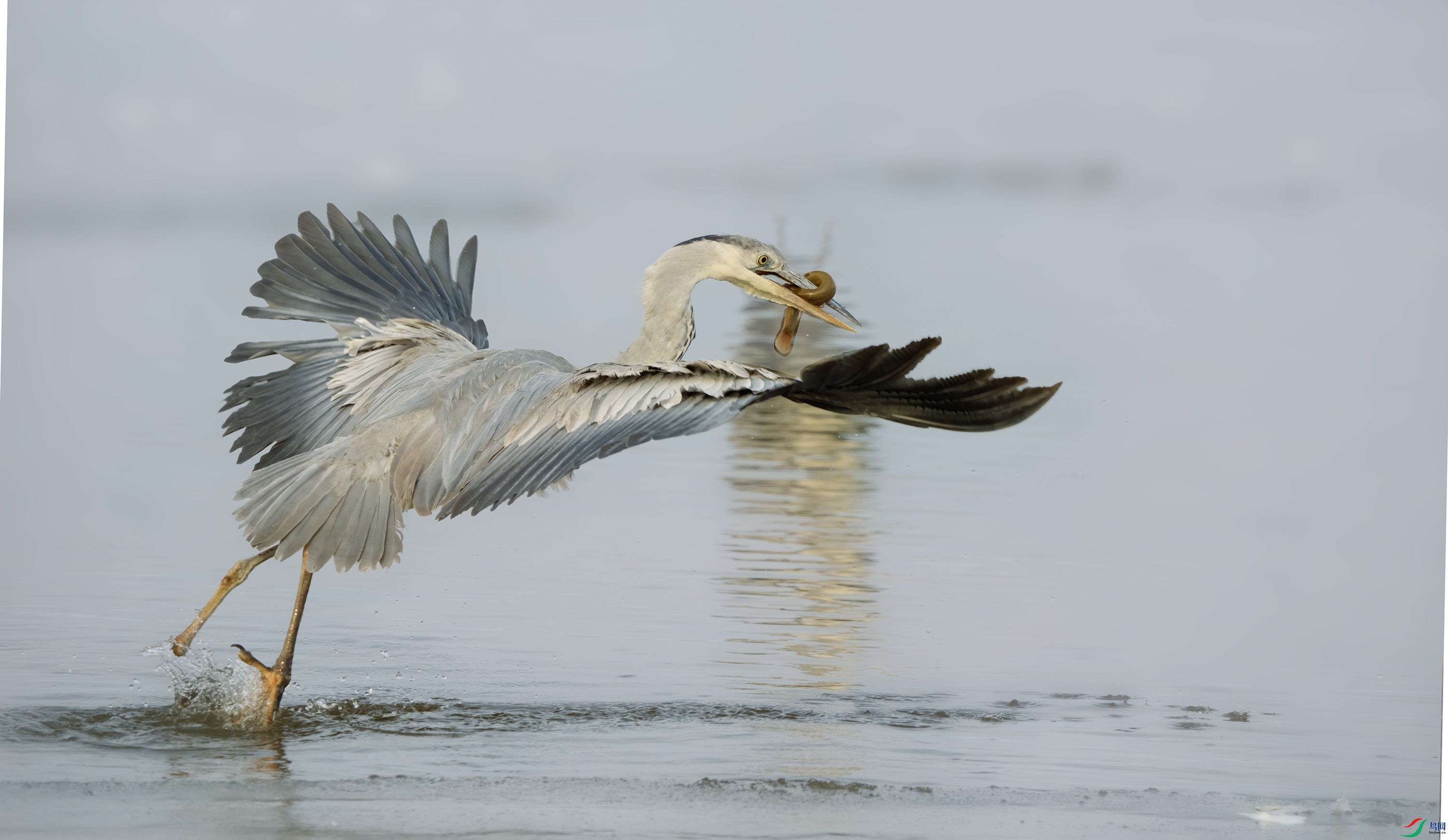 DSC0562601 ����.jpg