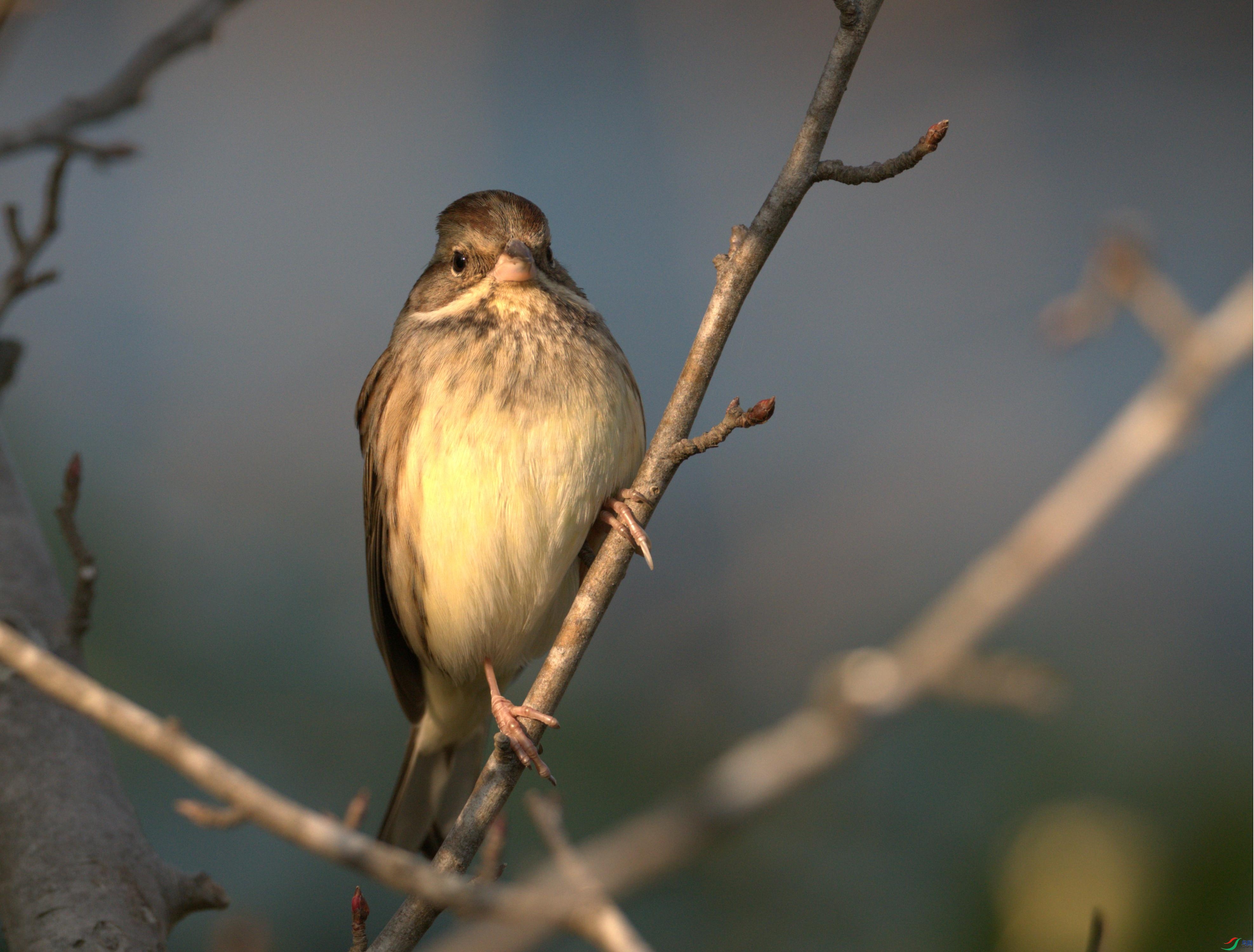 300mm��ͷ����