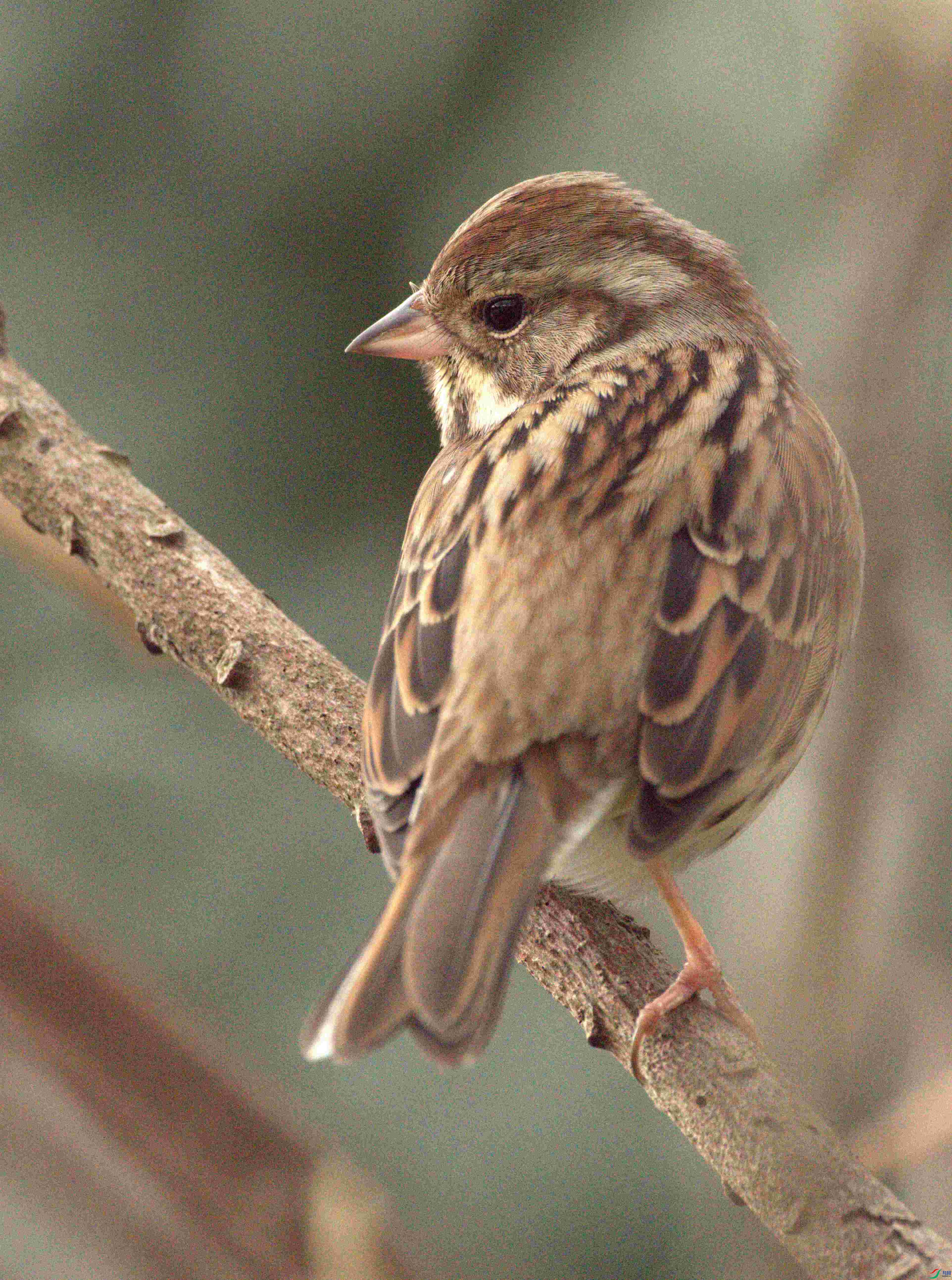 300mm+2�����ྵ
