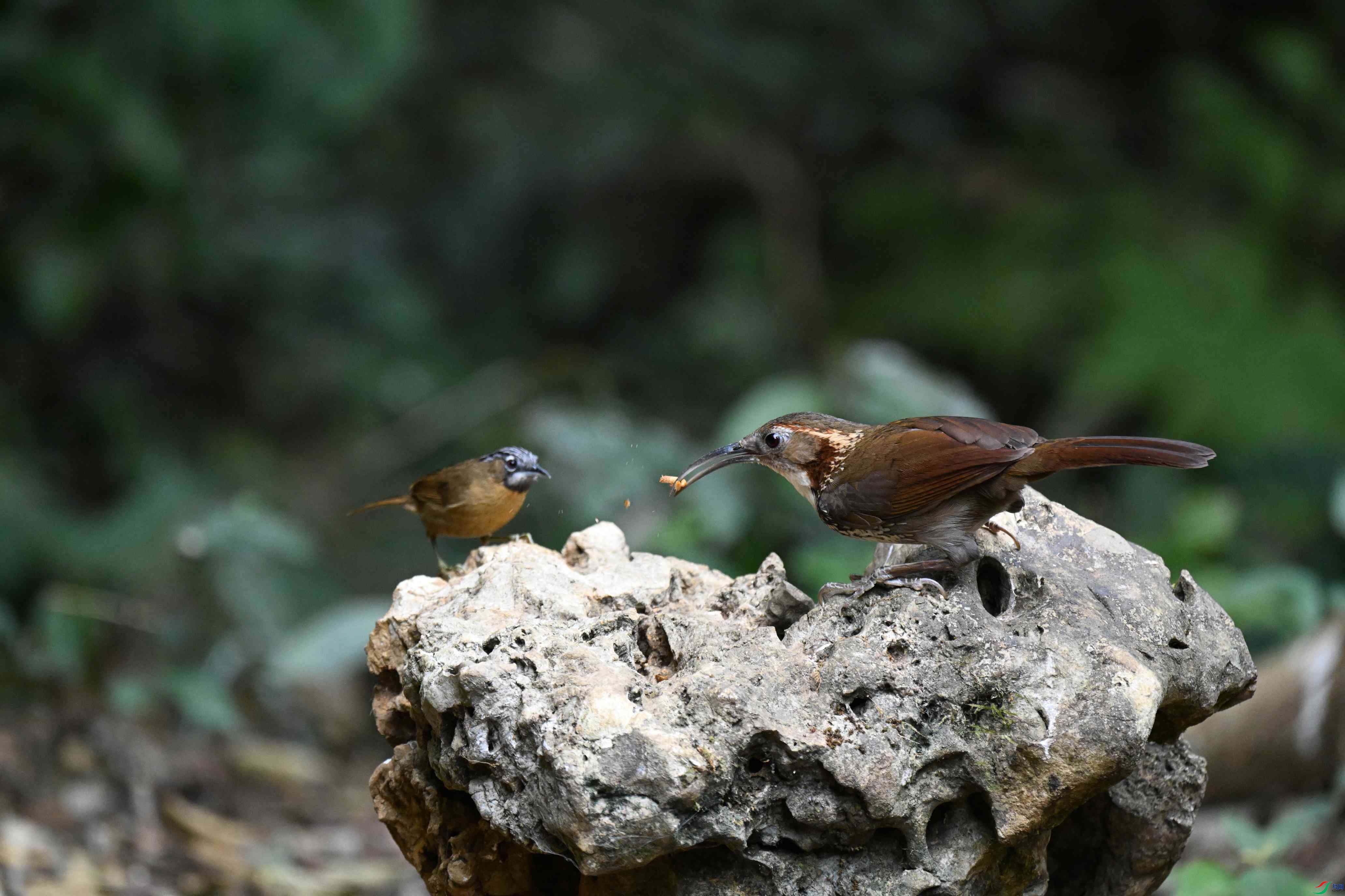 ���칳����