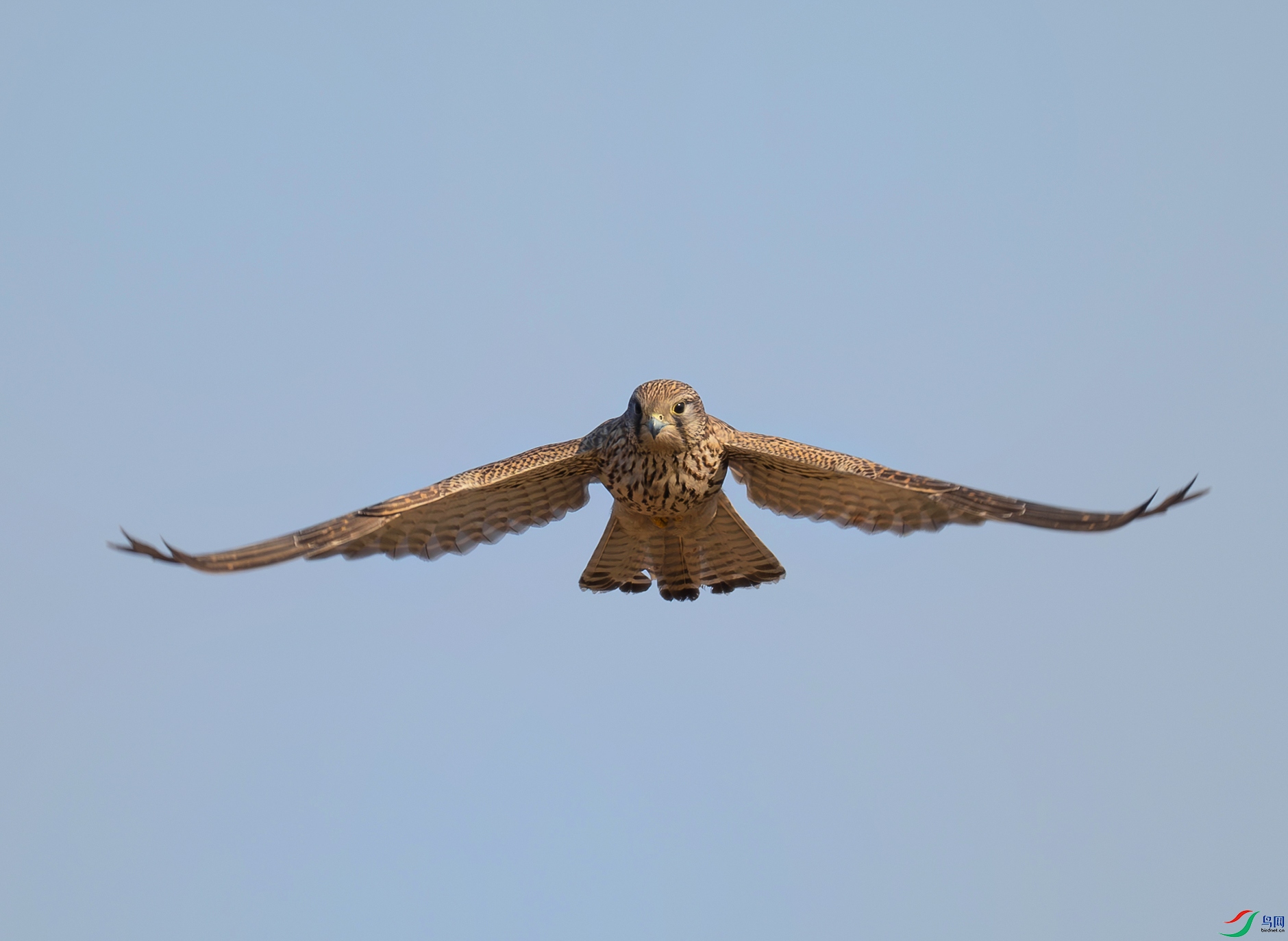 DSC_5426d.jpg
