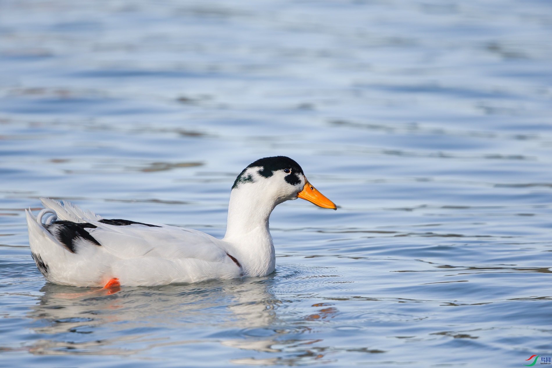 AQ4P0494-1.jpg
