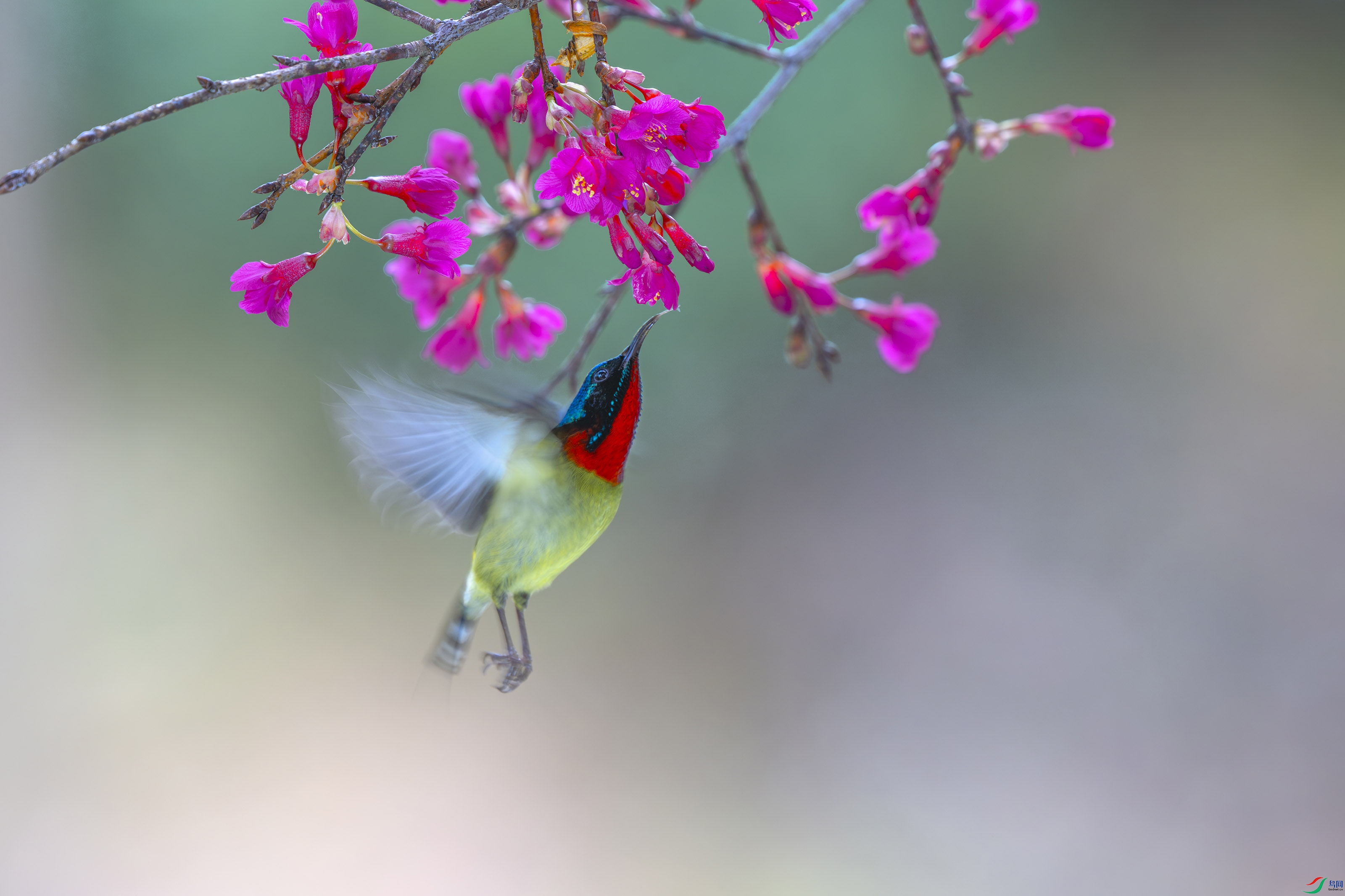_DSC6567-����ǿ-NR ���� 2.jpg