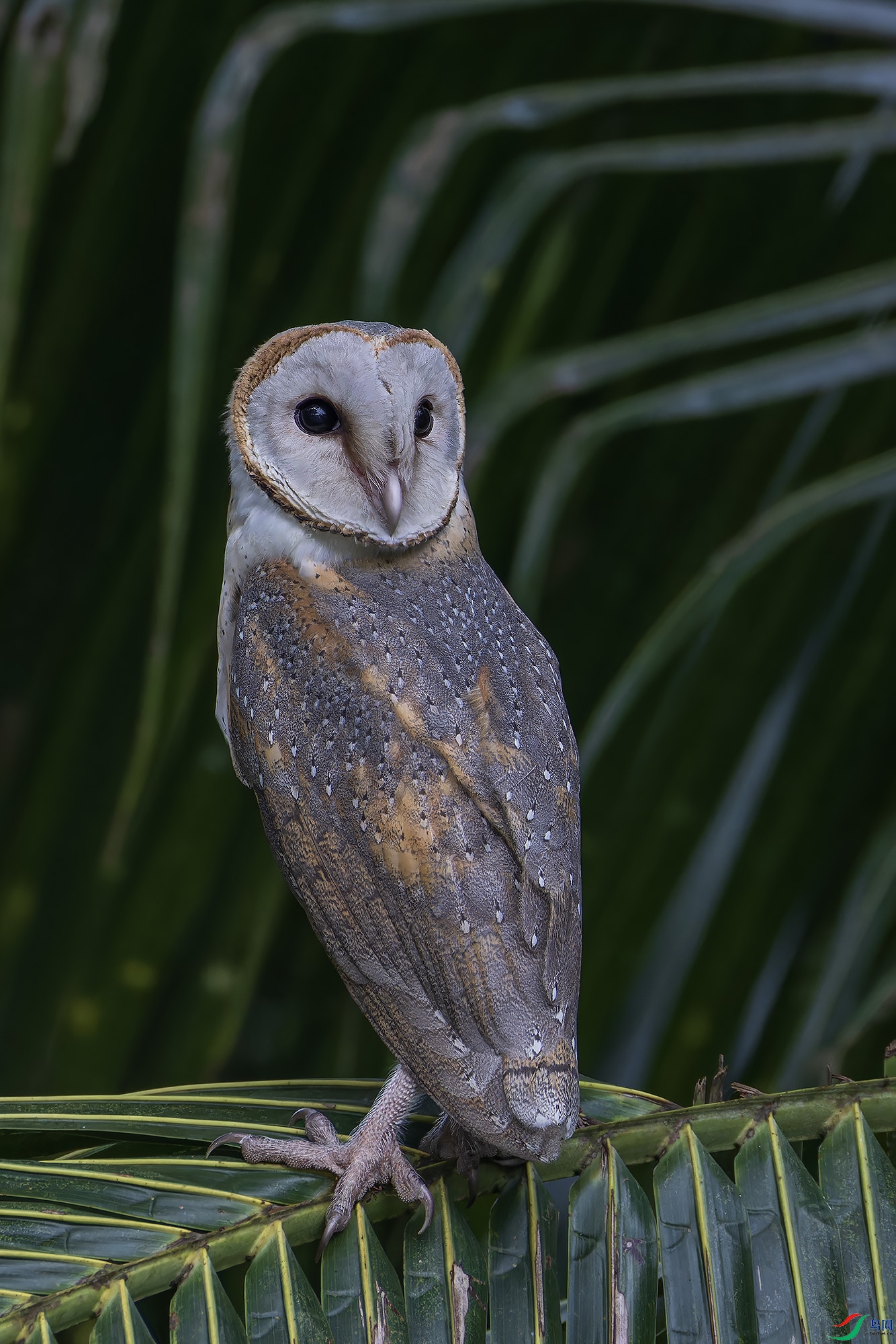 _97A7006-CR3 copy.jpg