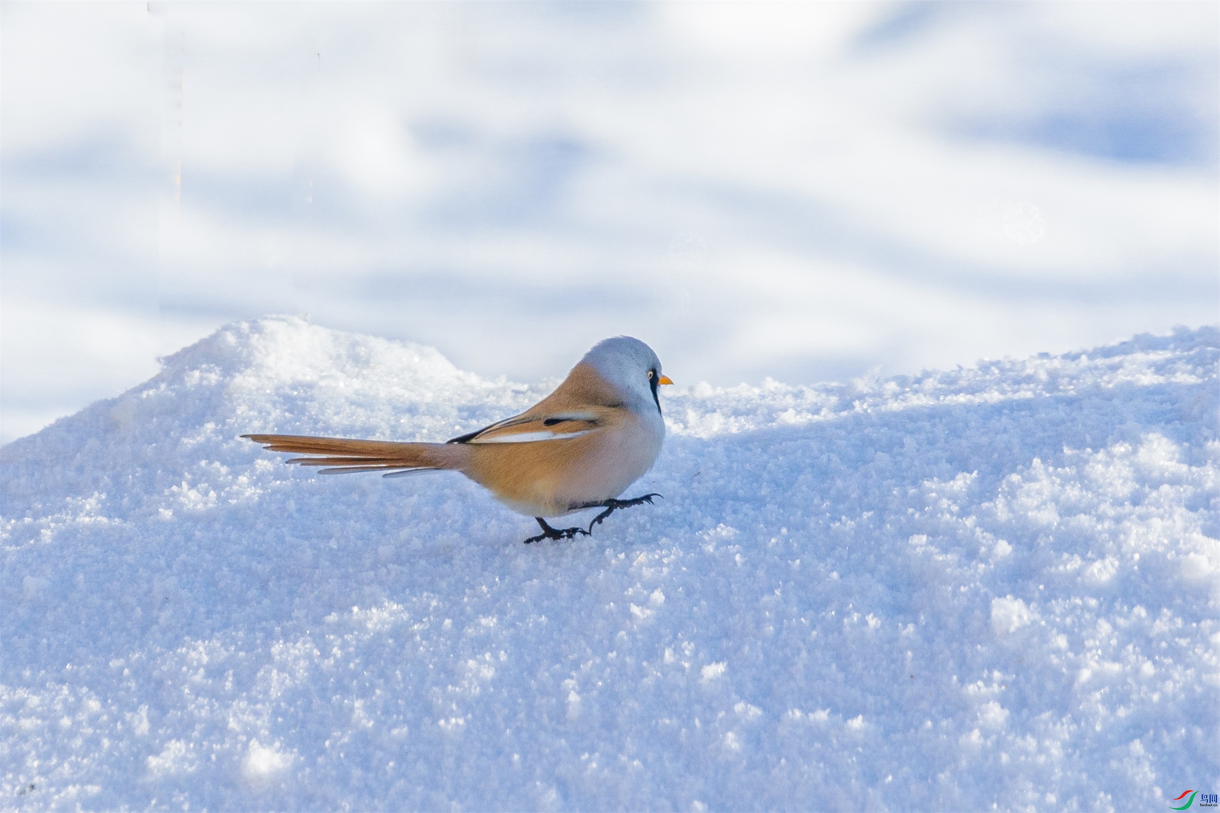 1K3A5306 ����1.jpg