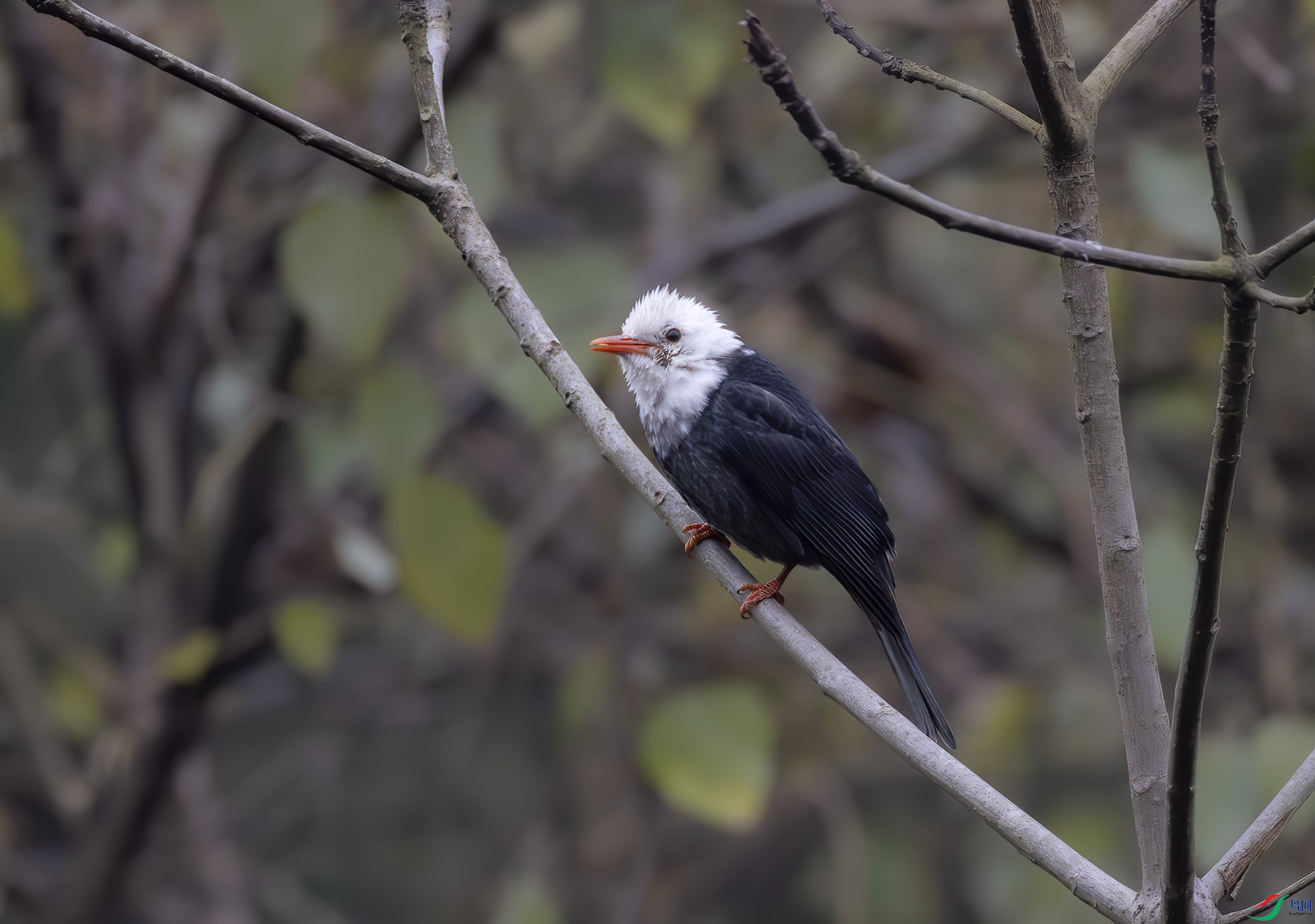 2I1A9888-����ǿ-NR ����.jpg