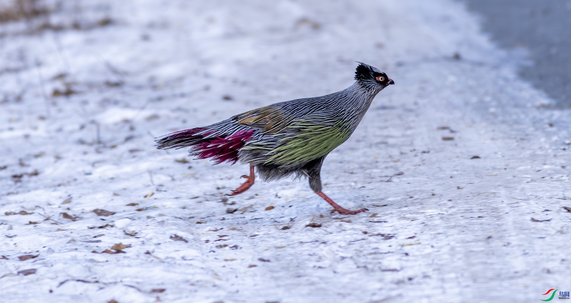 002 ѩ�� ���� ����.jpg