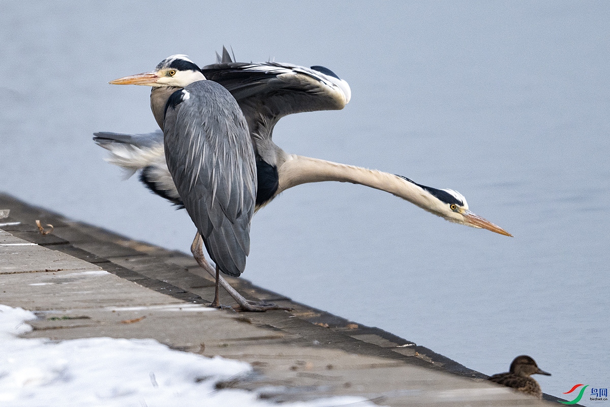 DSC_8035-.jpg
