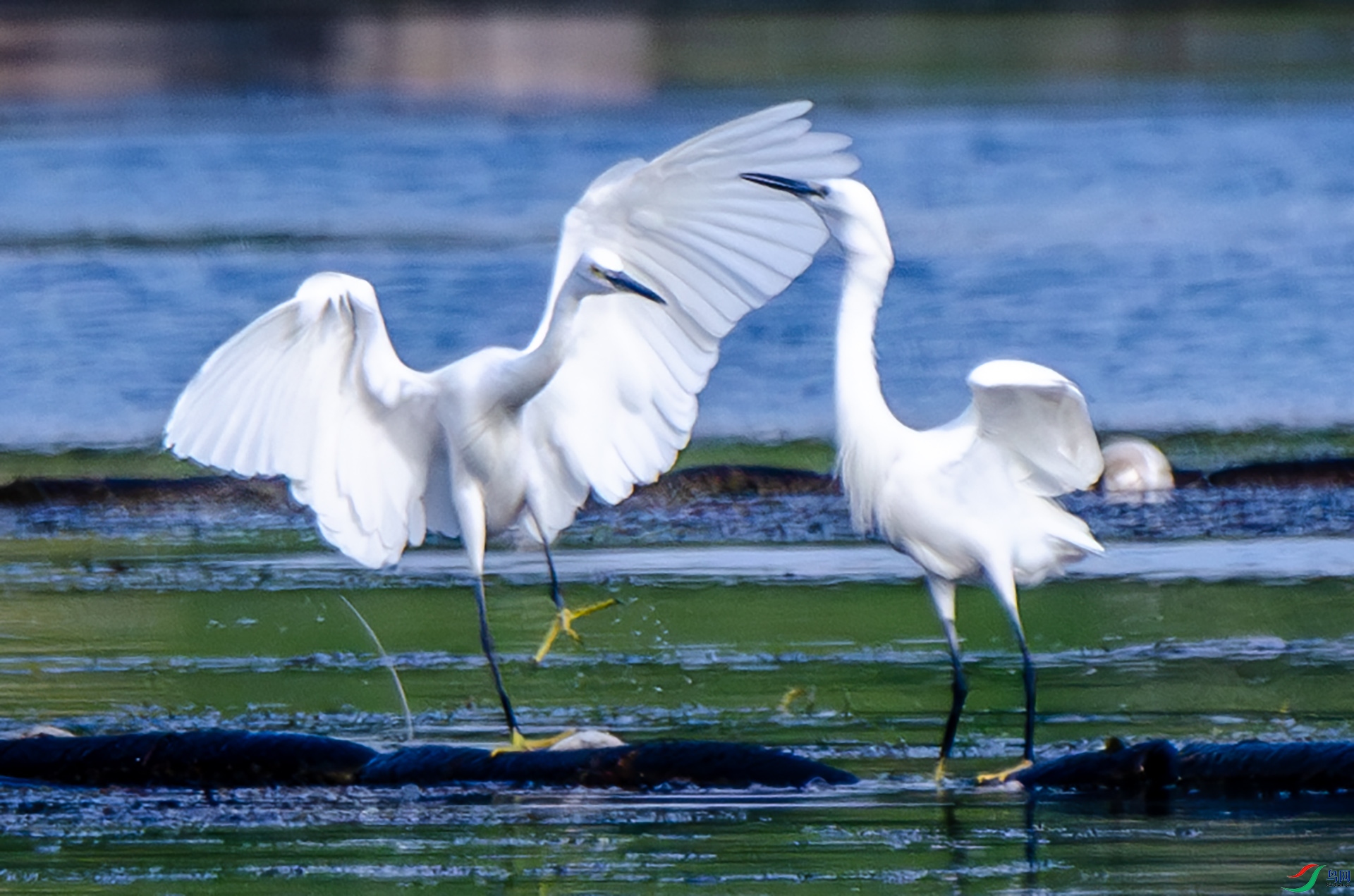 DSC_0386-����ǿ-NR ����.jpg