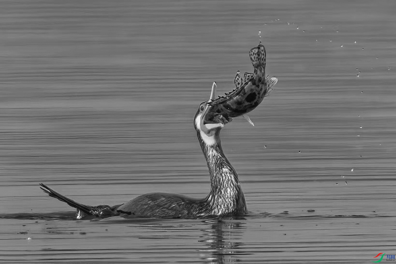 DSC_5143-1-20230711�� .jpg