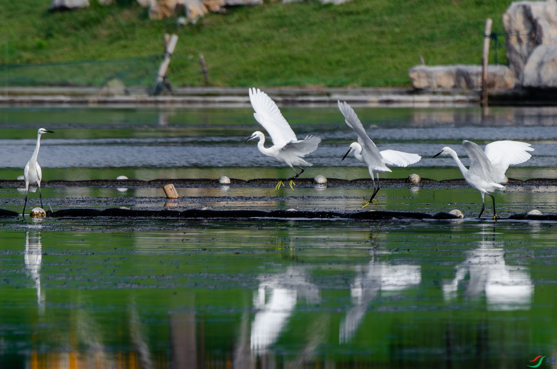 DSC_0503-����ǿ-NR ����.jpg