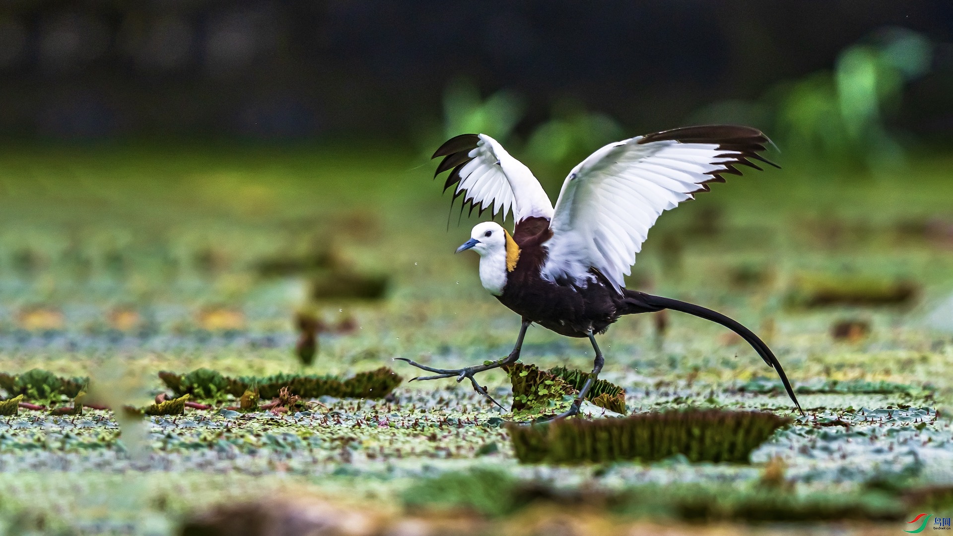 1-79 �����ĸ���.jpeg