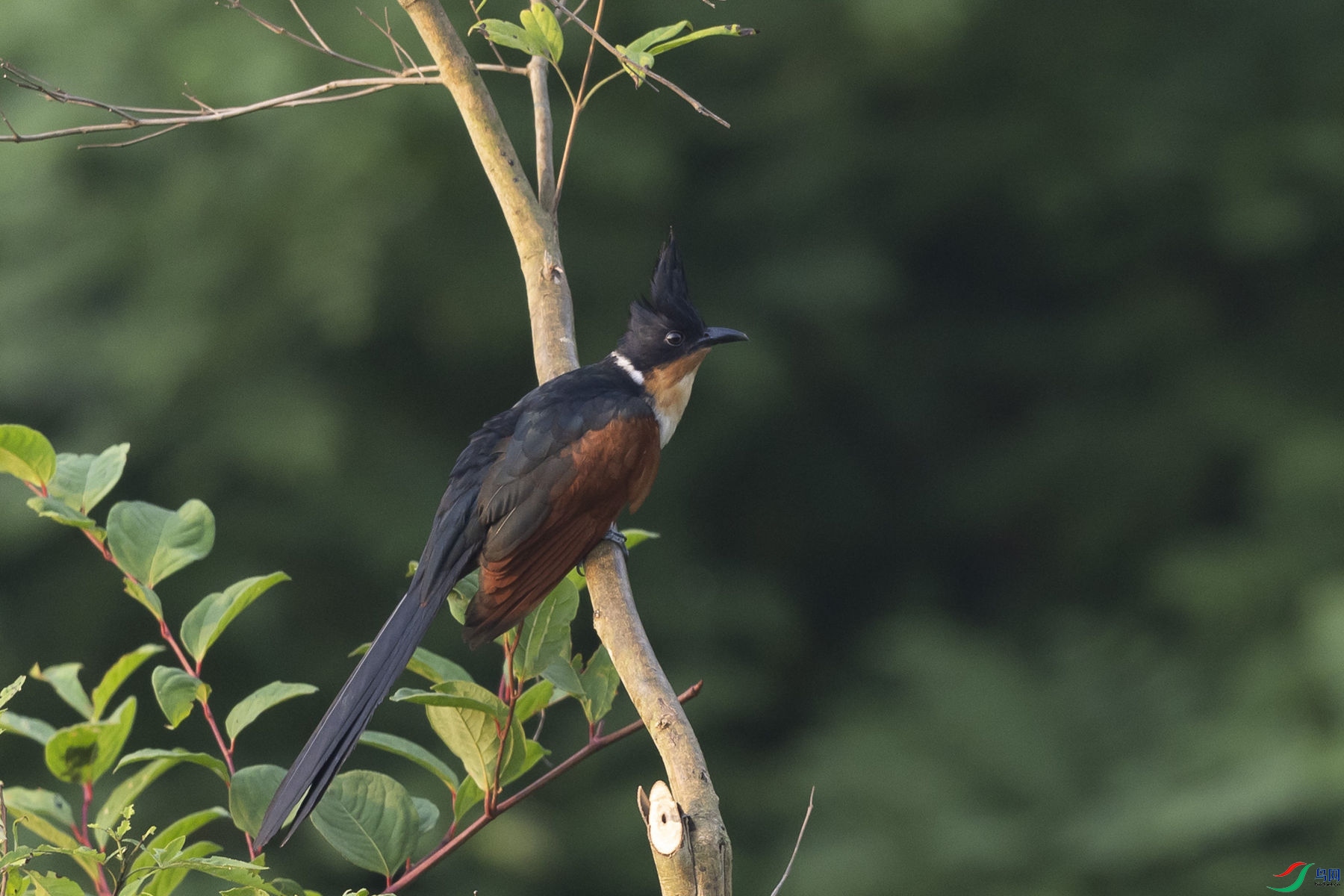 ����ͷ��