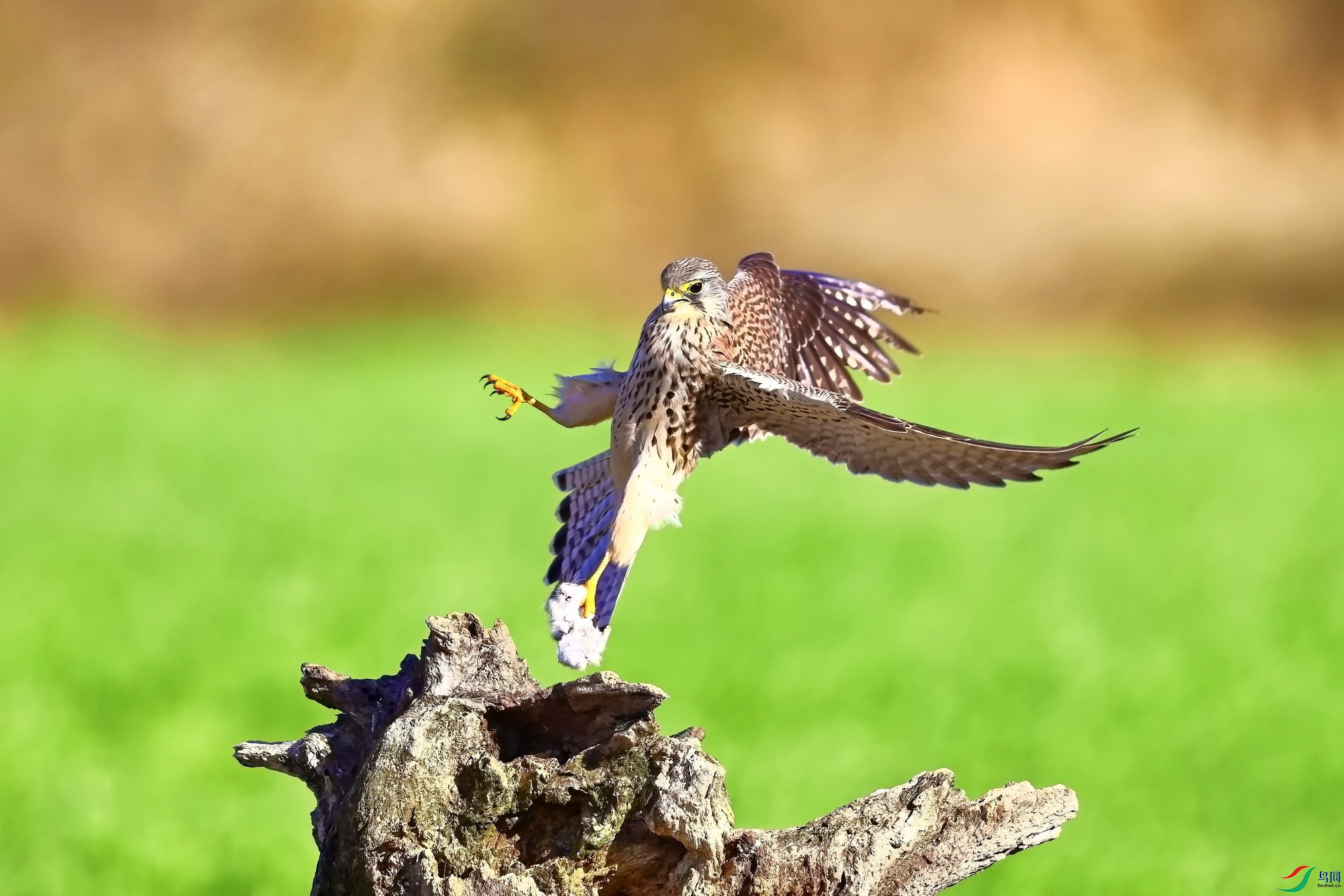 IMG_7605-1.JPG