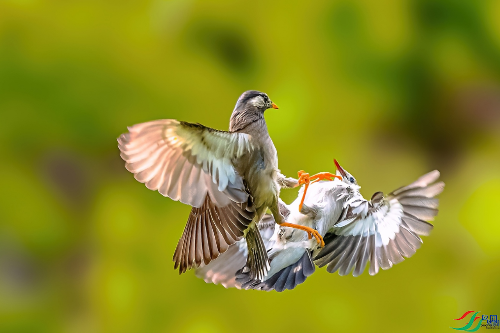 ��Ϫ��ʿ �������ٻ��Ա������1.png