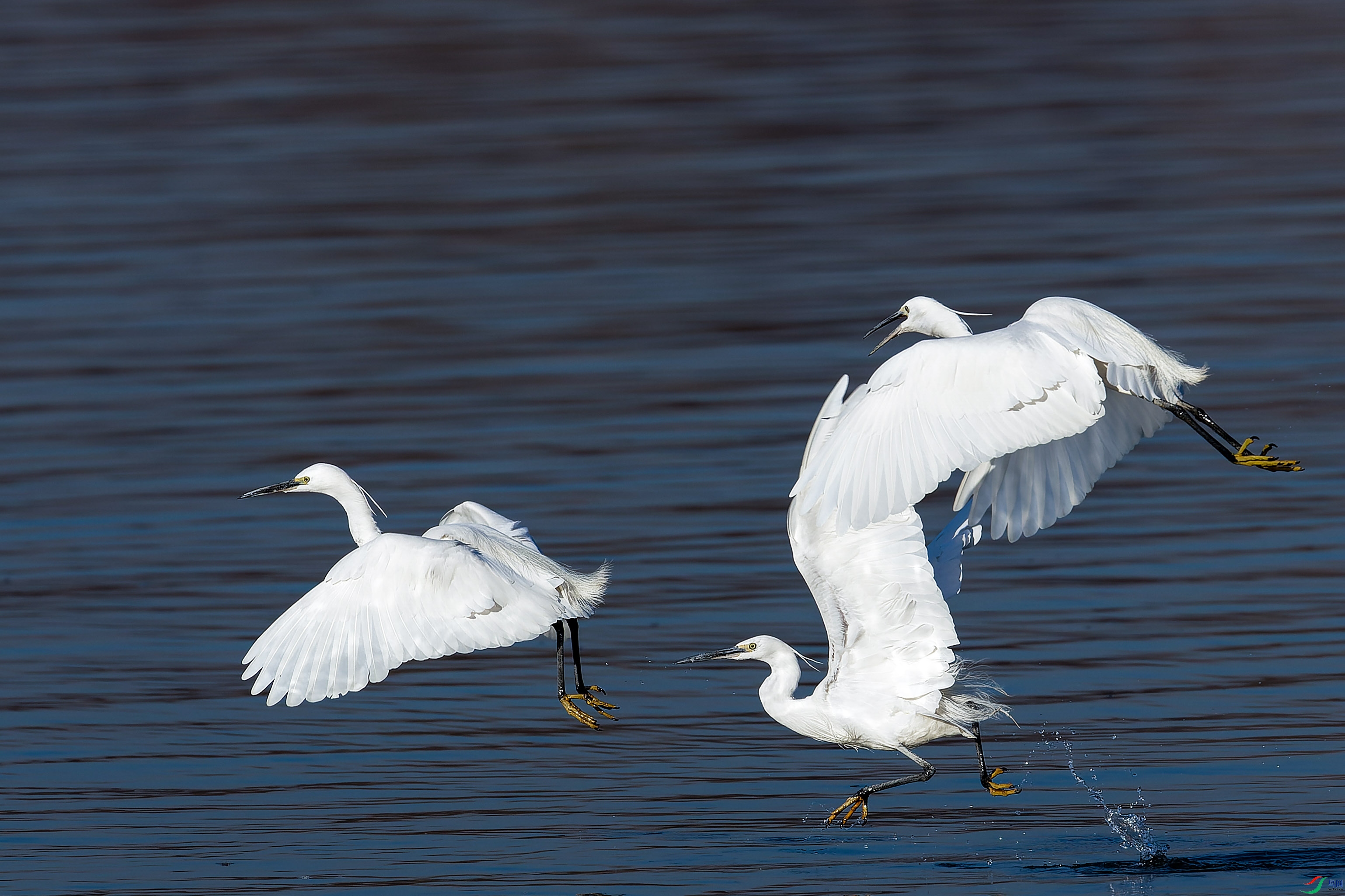 2X2_5070-CR2_DxO_DeepPRIME-1.jpg