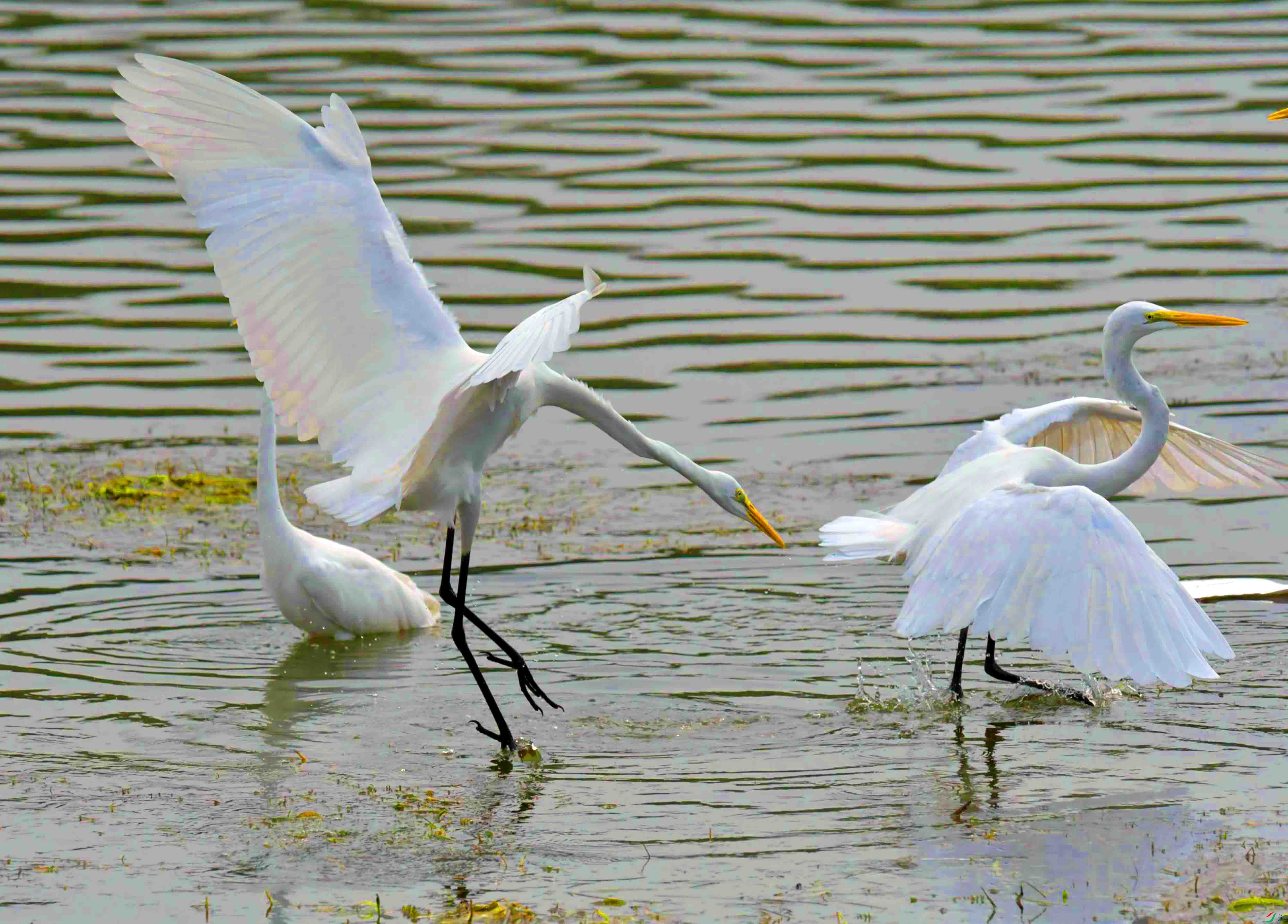 DSC_6843.JPG