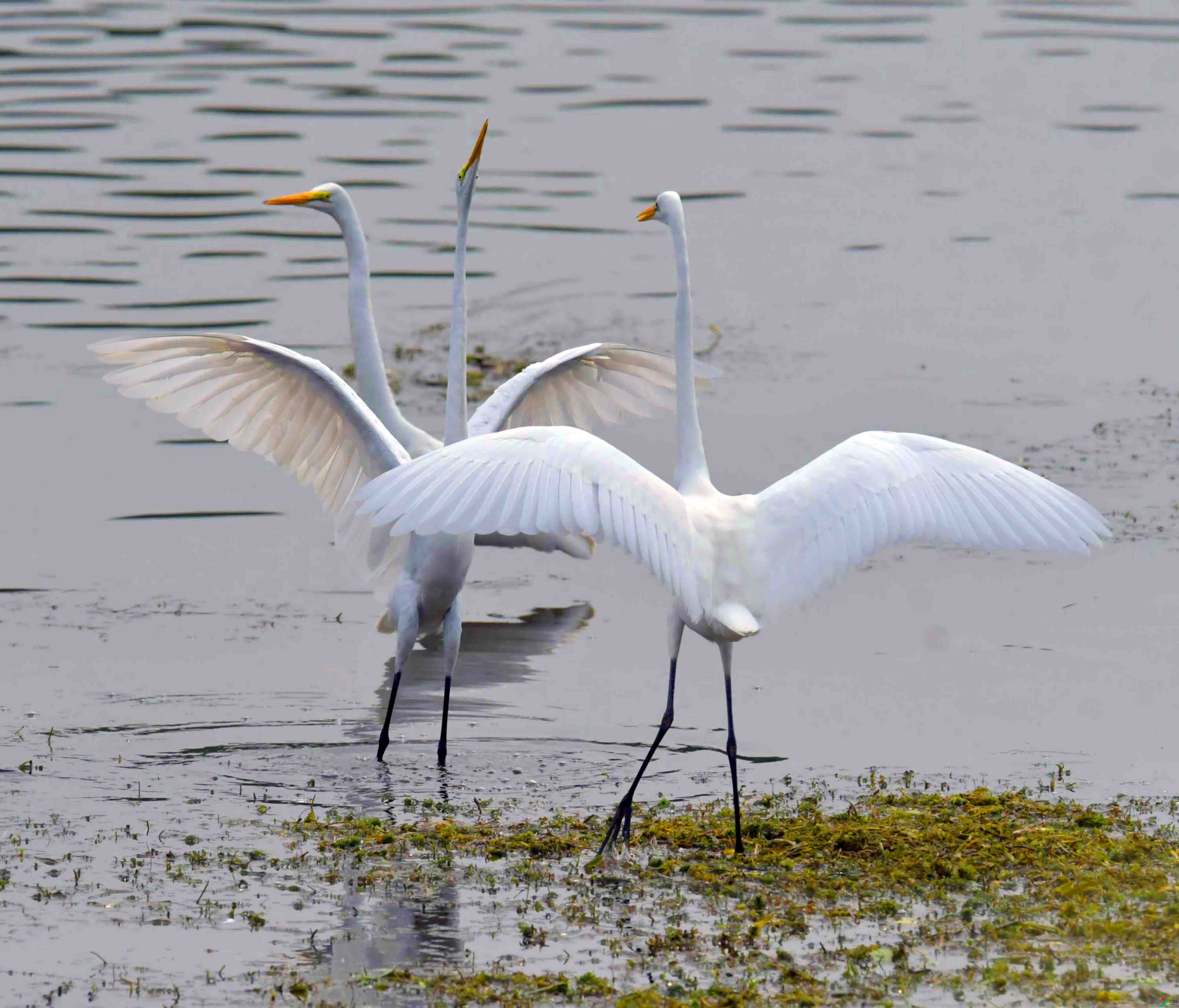 DSC_6852.JPG