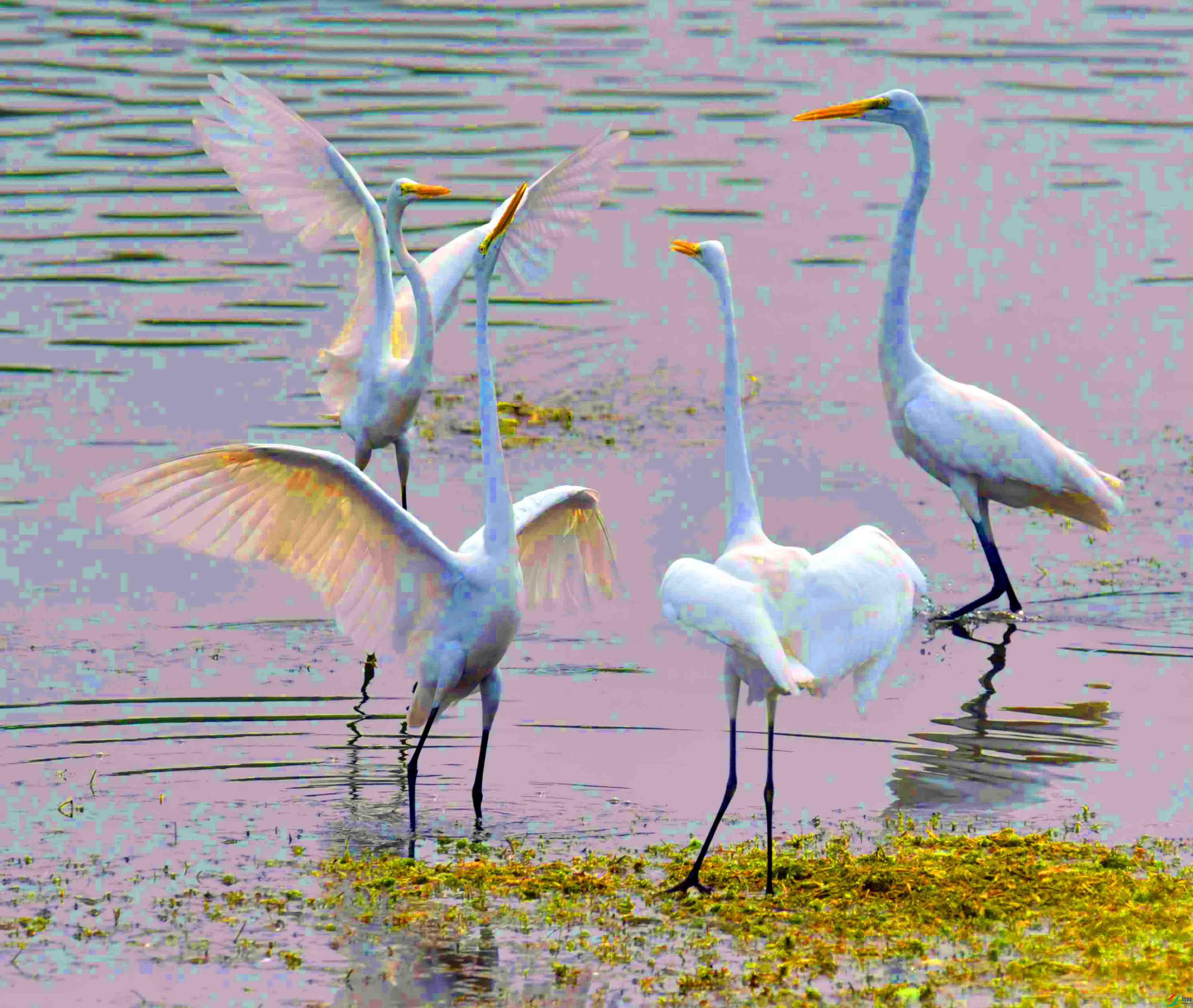 DSC_6863.JPG