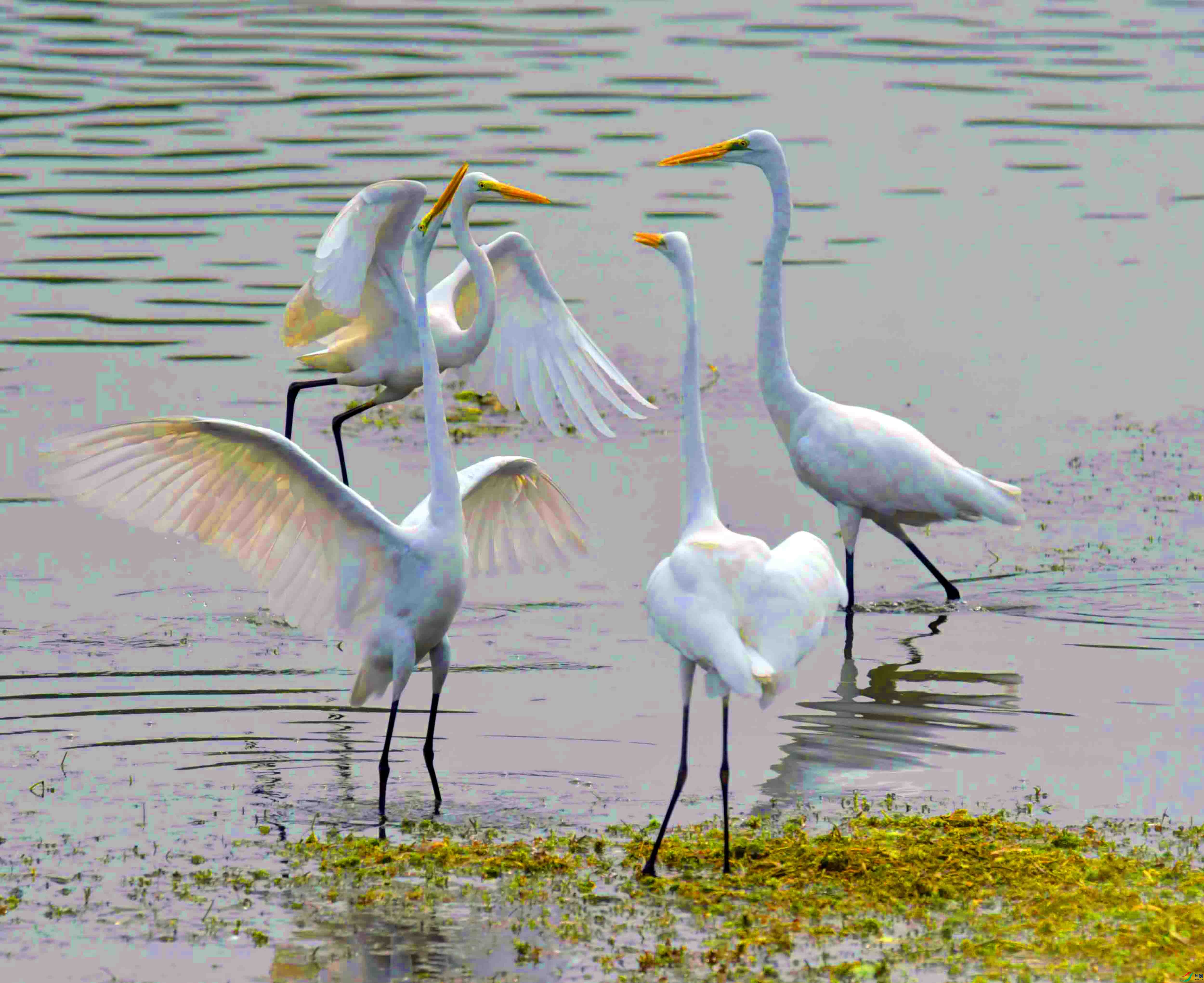 DSC_6864.JPG