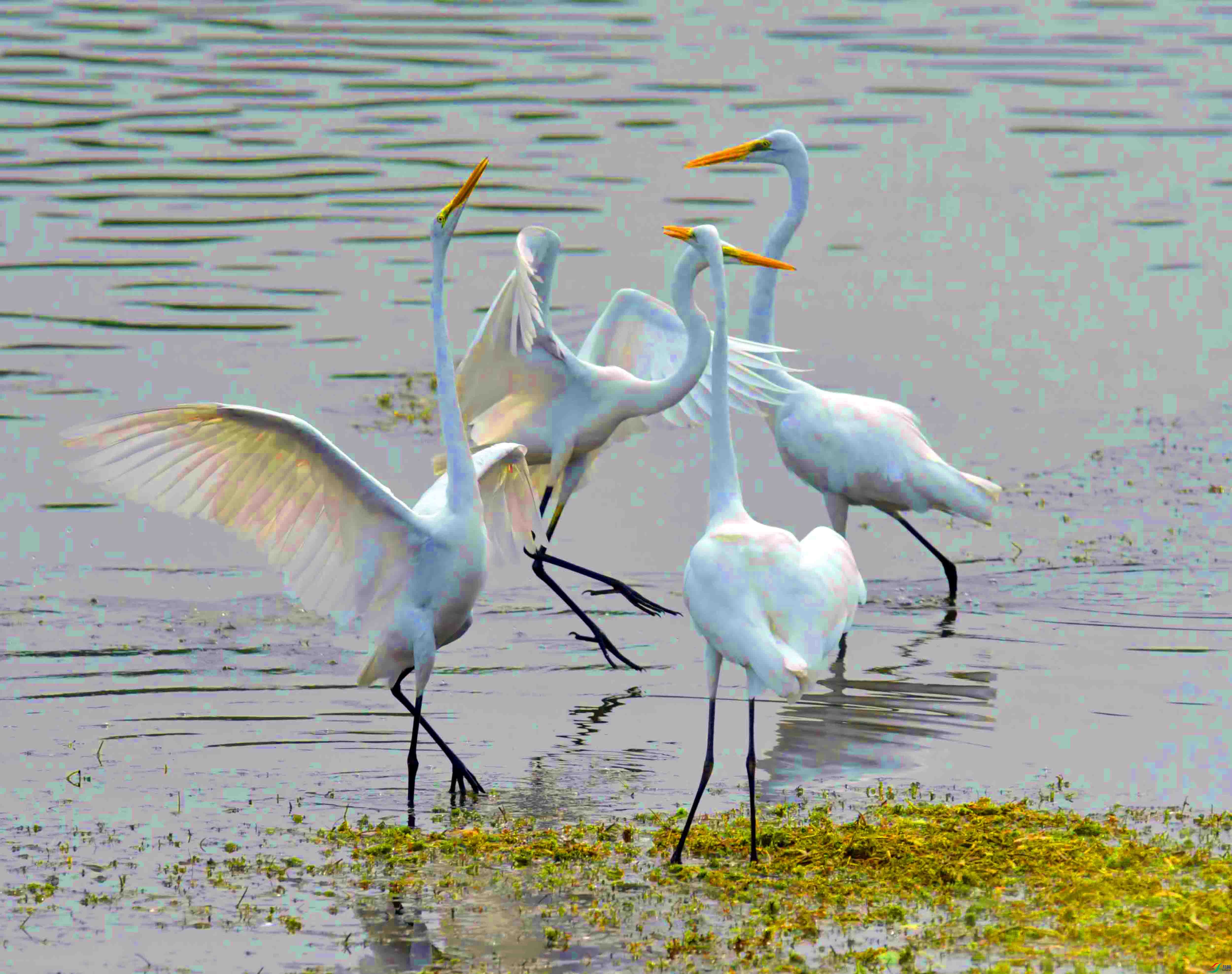 DSC_6866.JPG