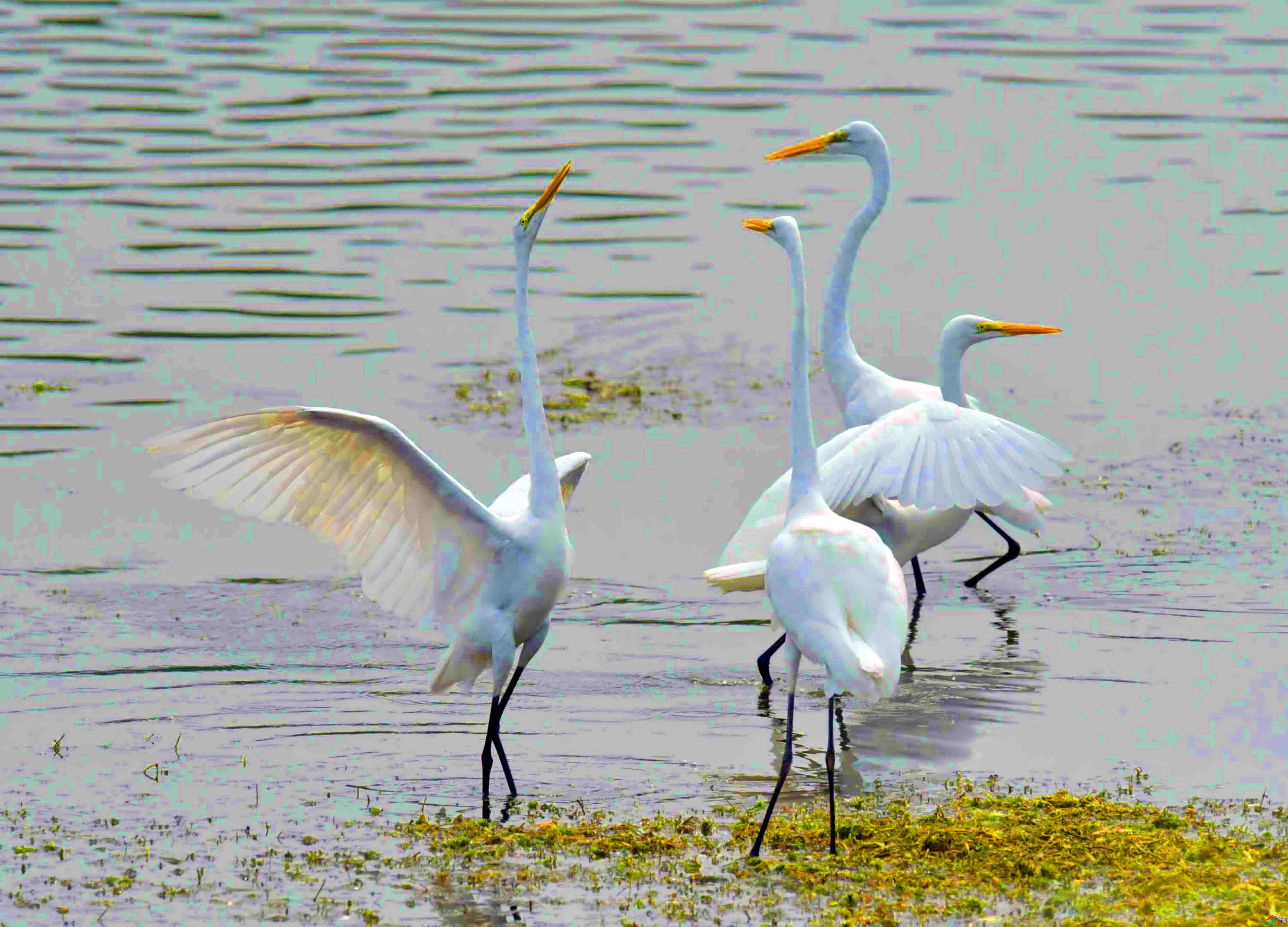 DSC_6868.JPG