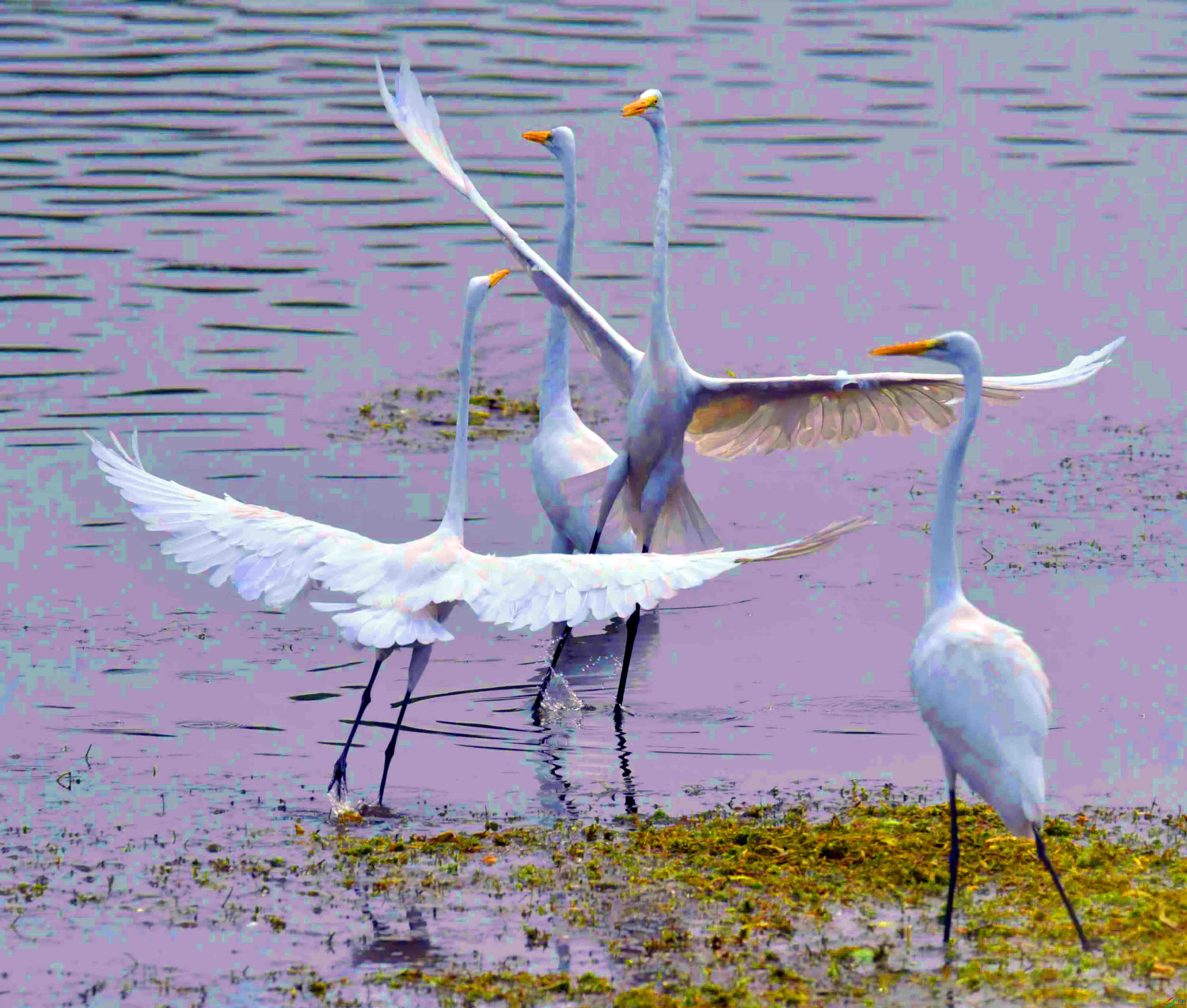 DSC_6885.JPG